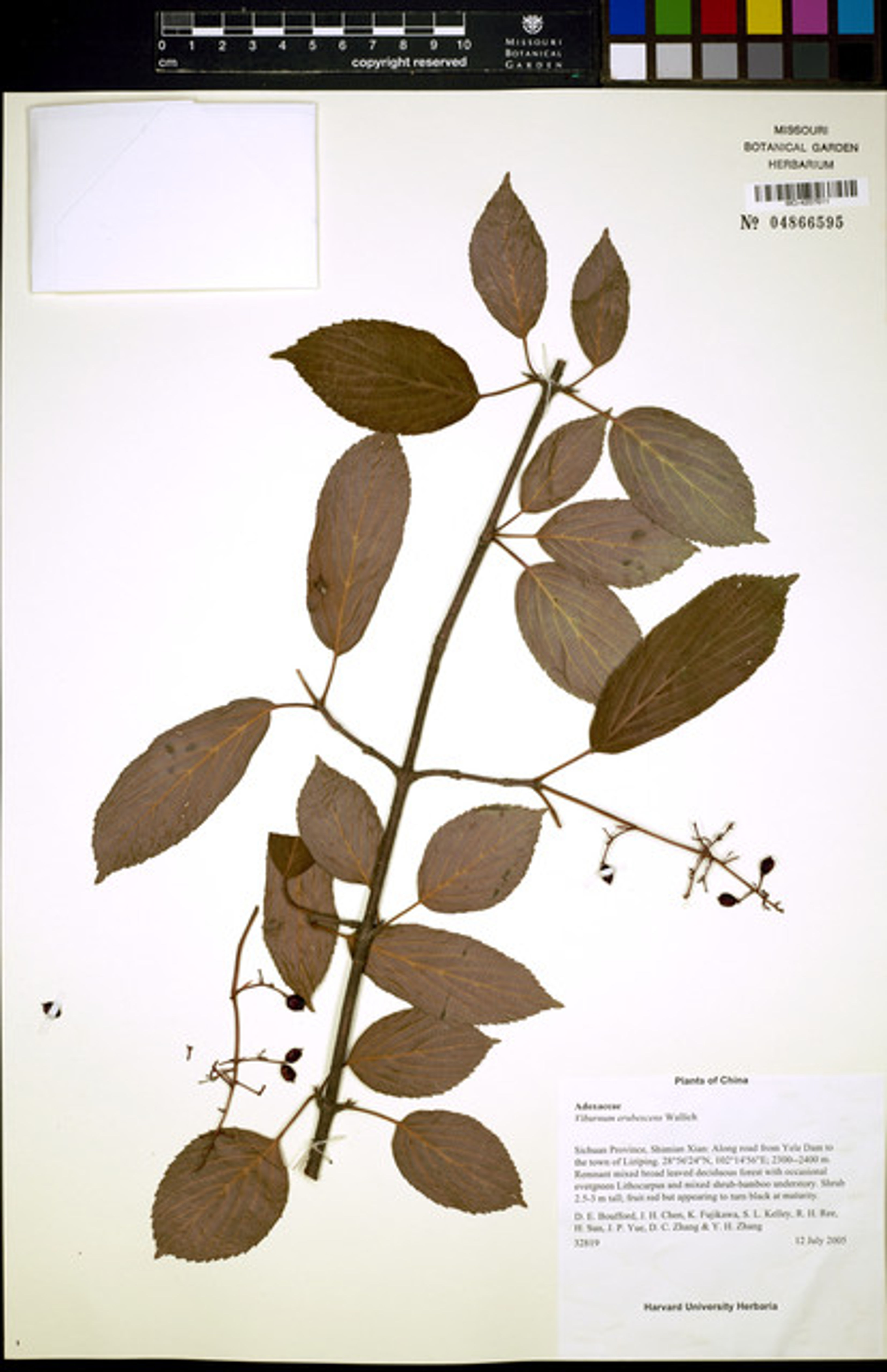 Viburnum erubescens - 55