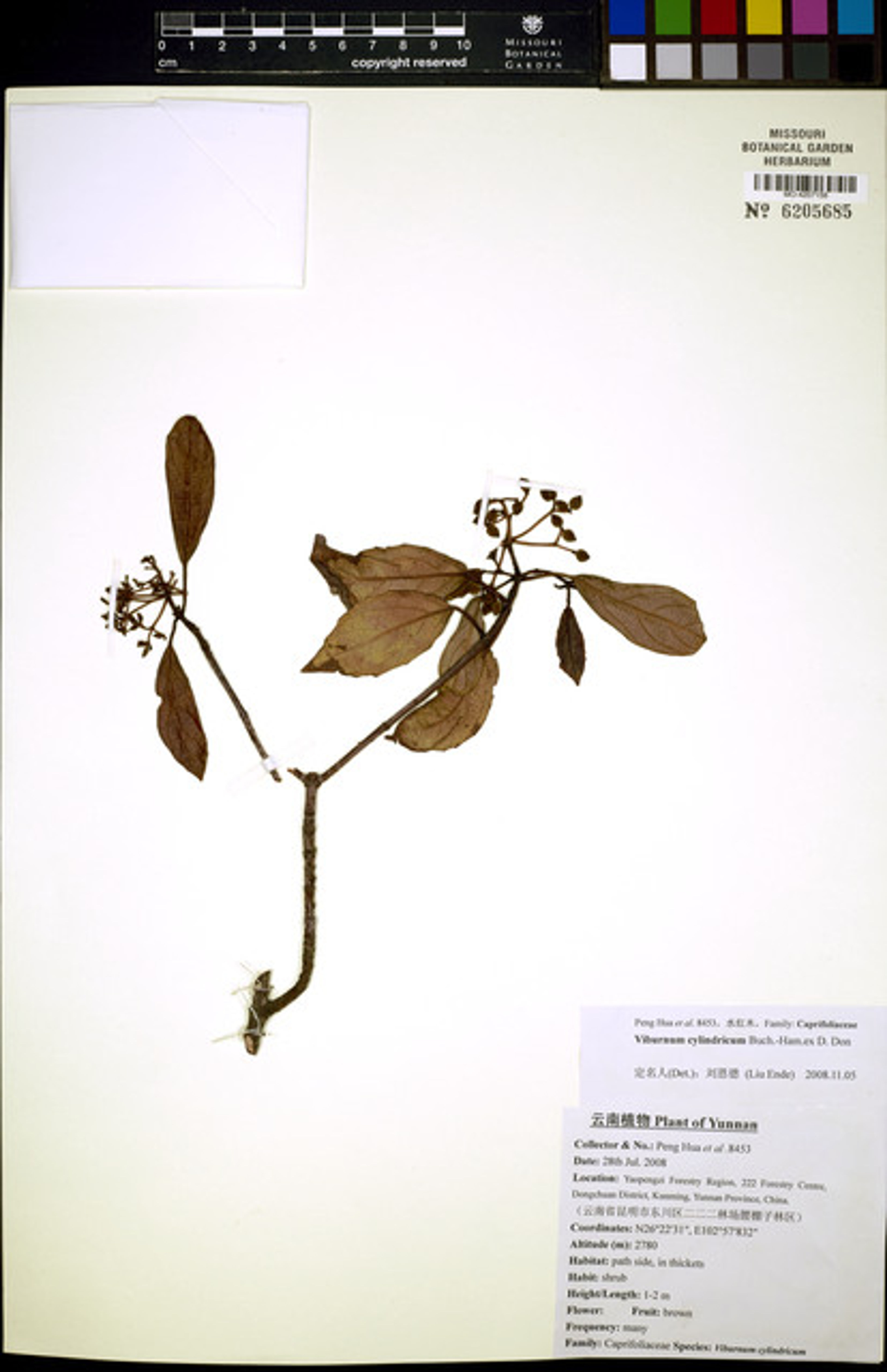Viburnum cylindricum - 6