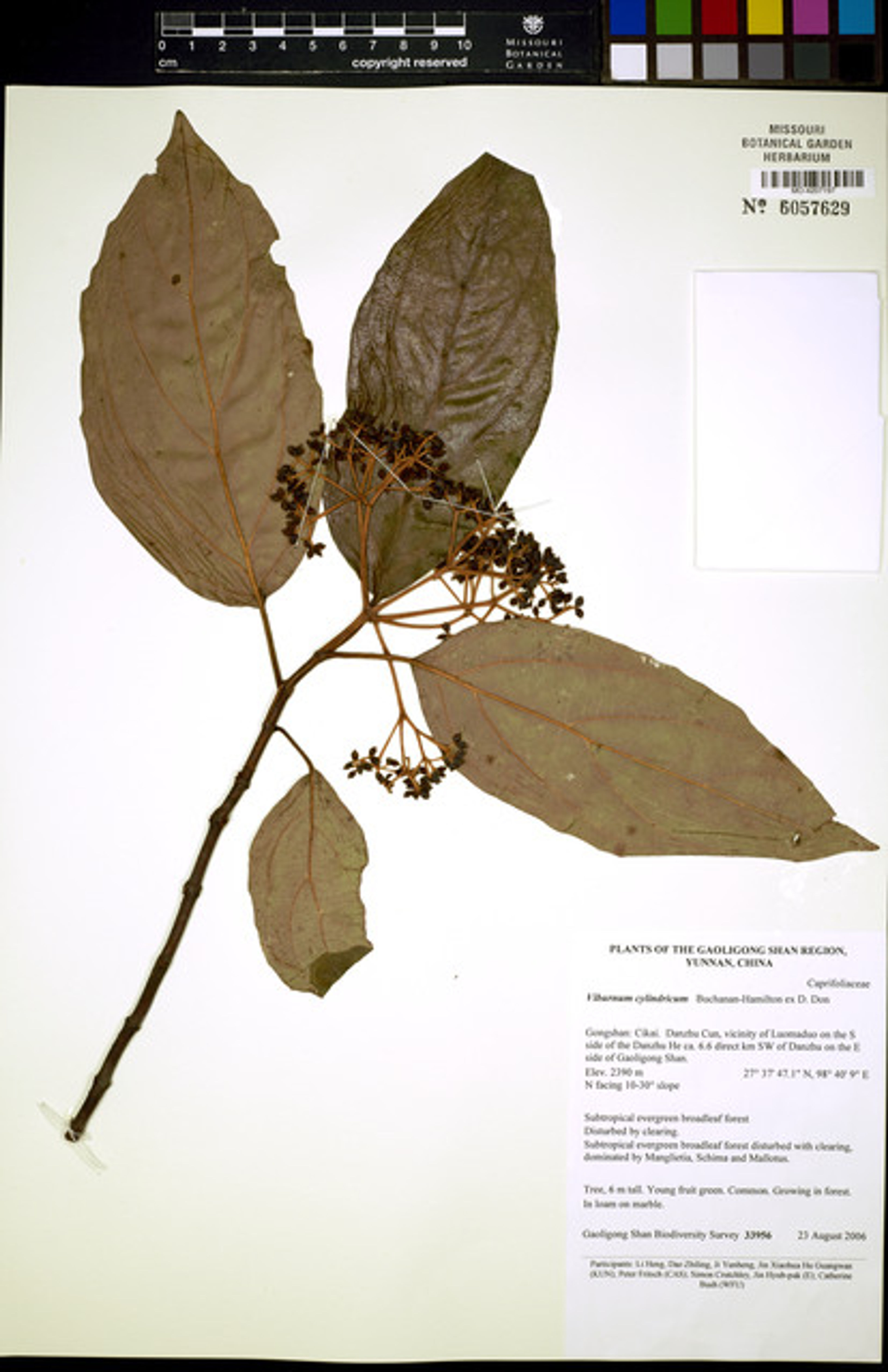 Viburnum cylindricum - 44