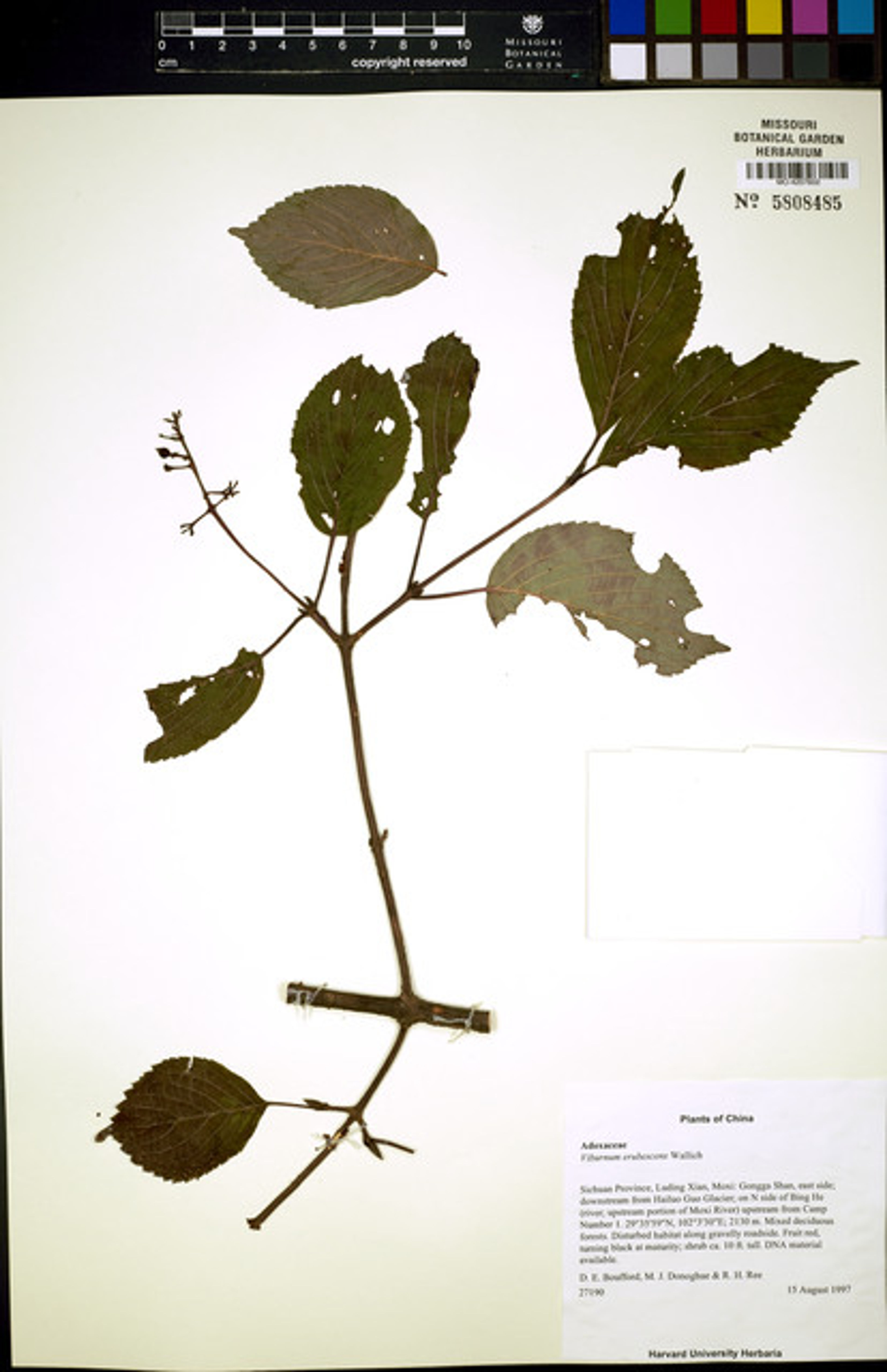 Viburnum erubescens - 5