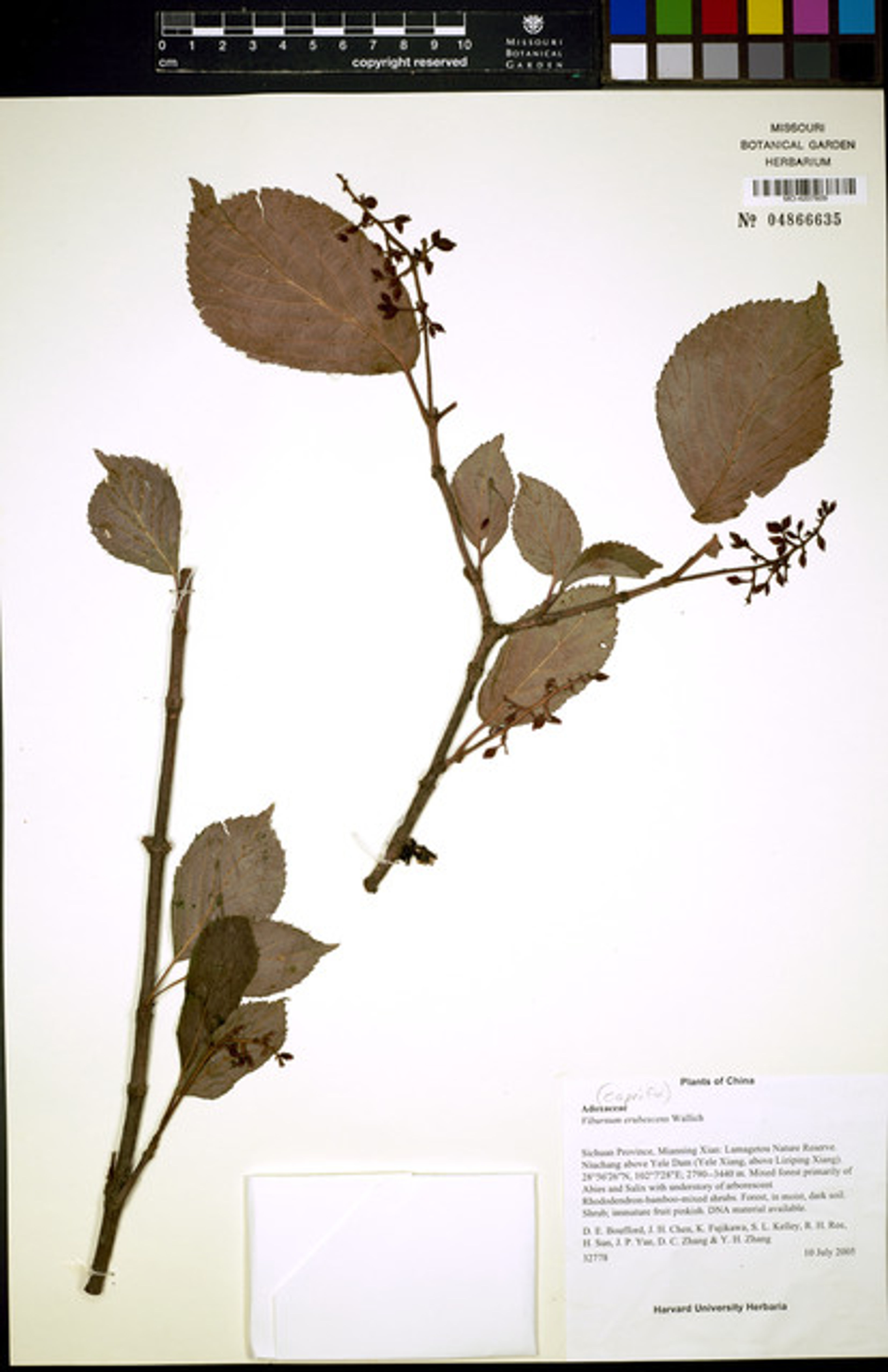 Viburnum erubescens - 58