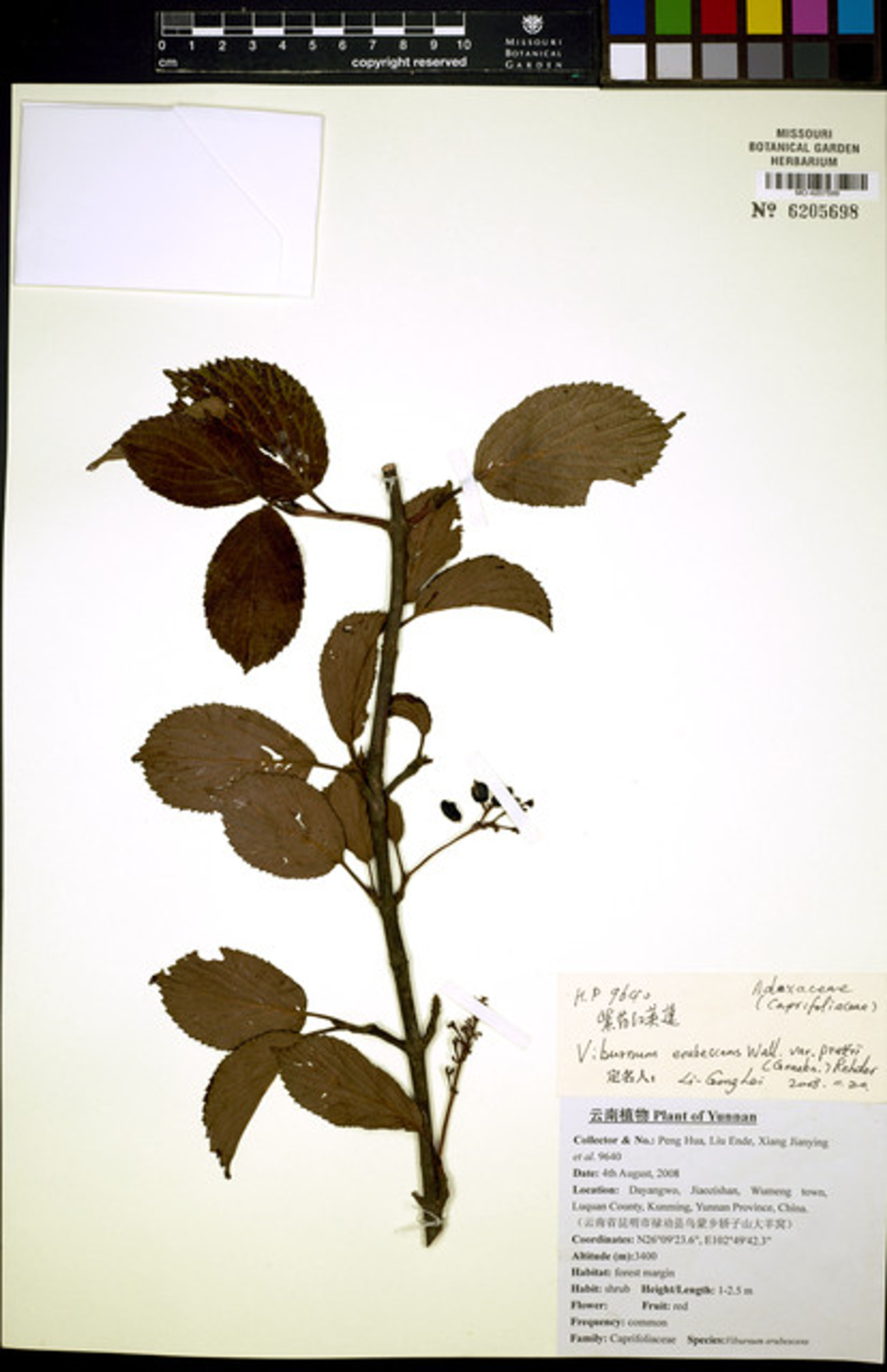 Viburnum erubescens - 45