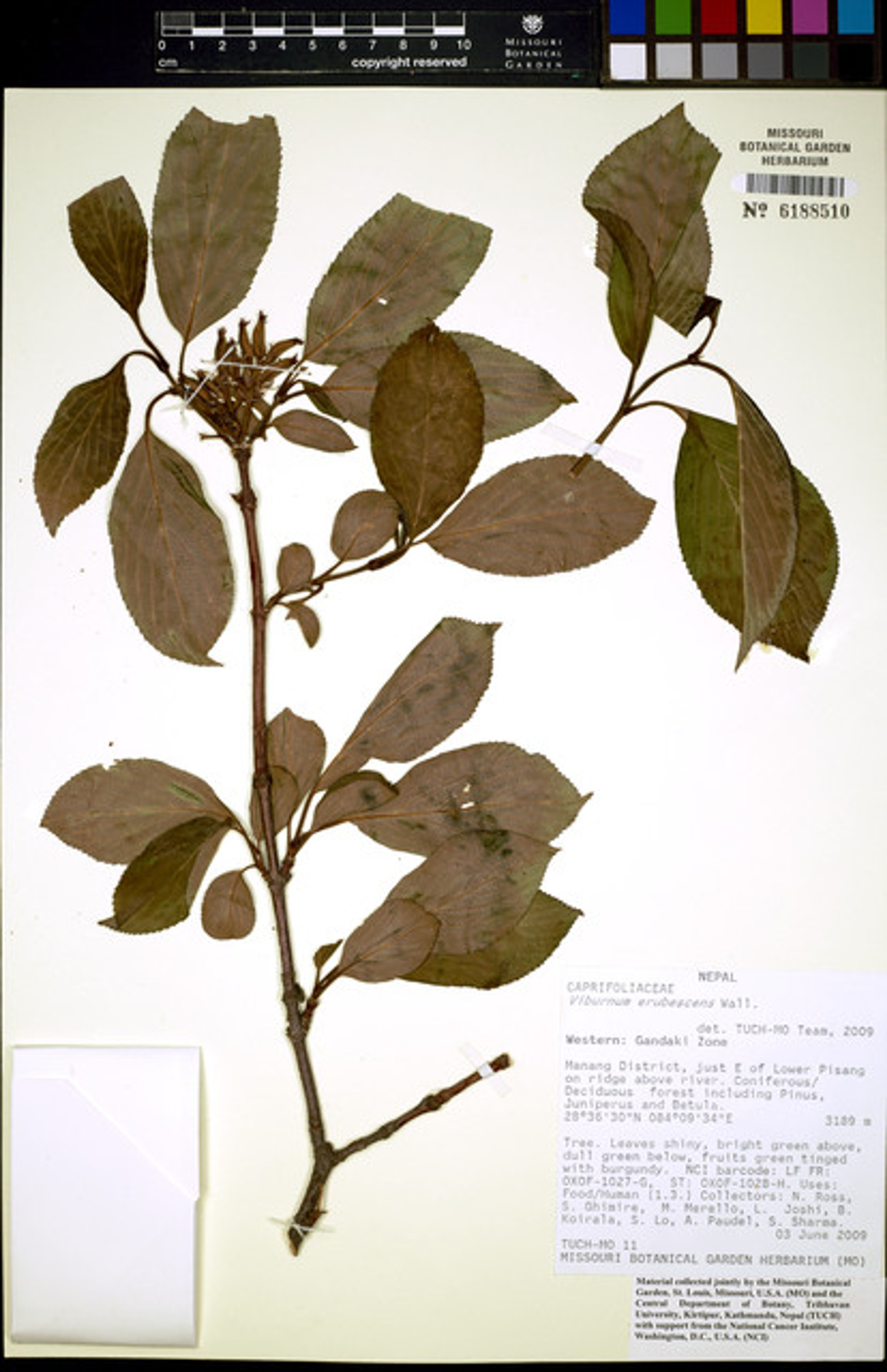 Viburnum erubescens - 42