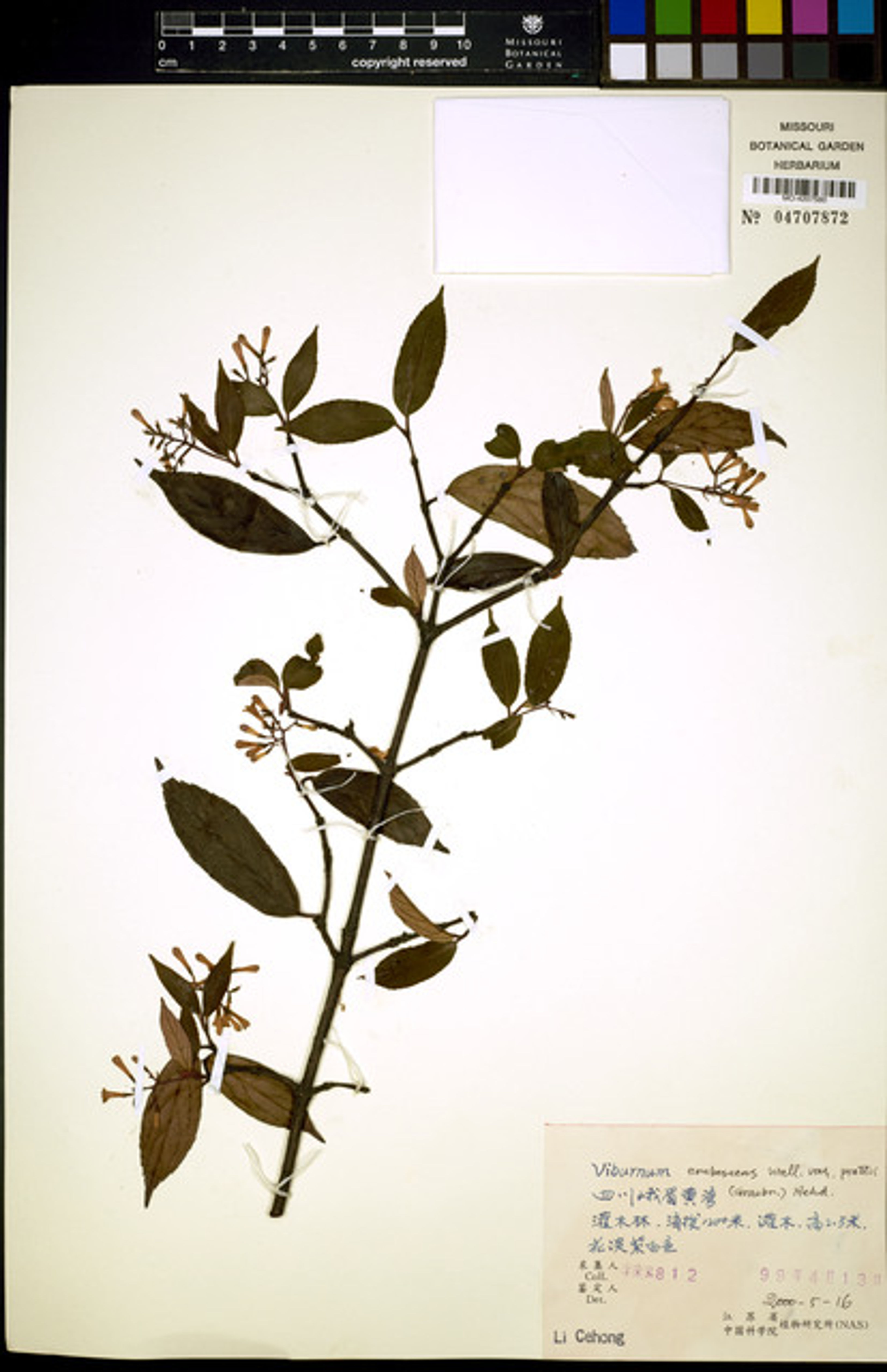 Viburnum erubescens - 49