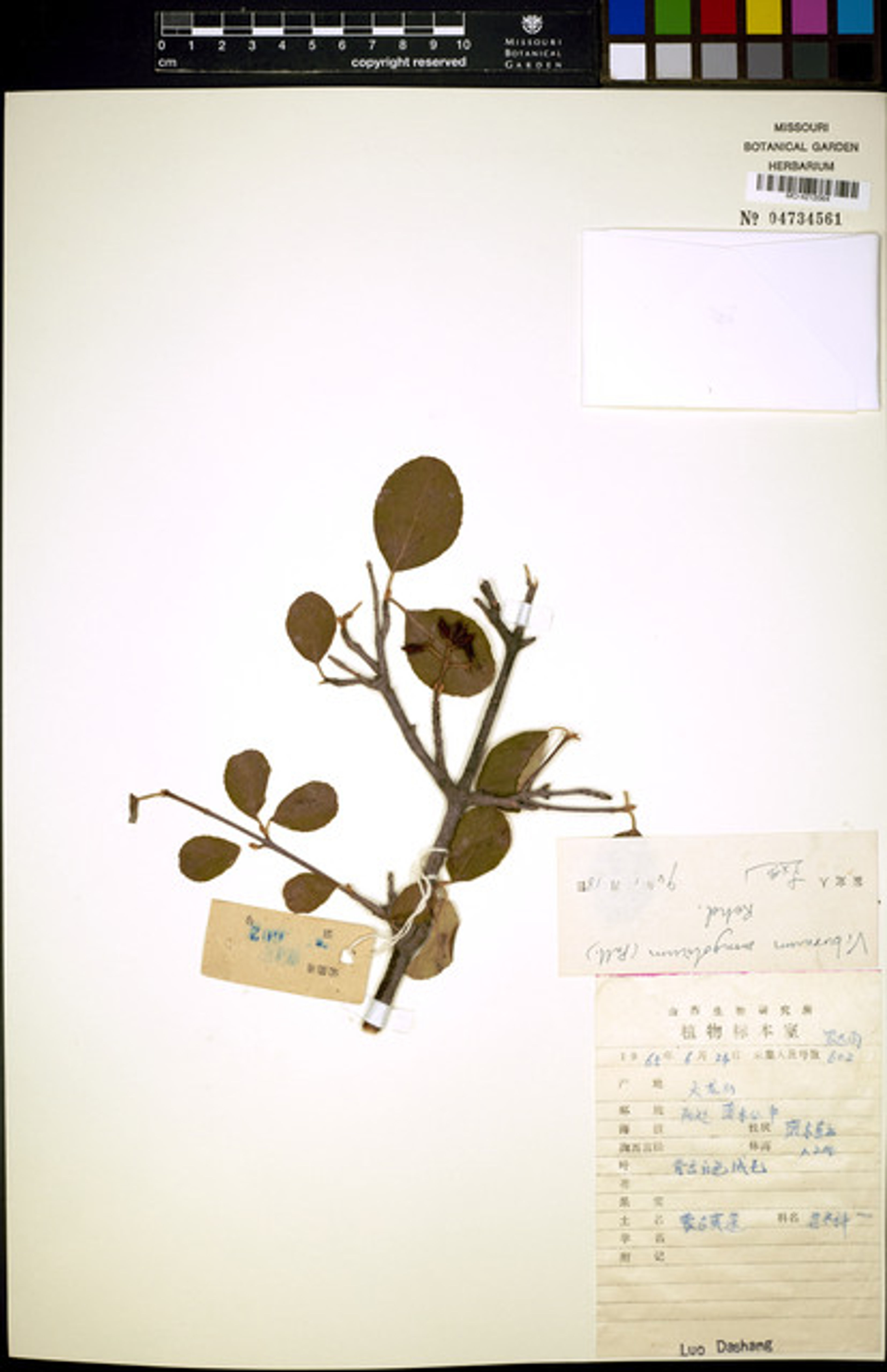 Viburnum mongolicum - 18