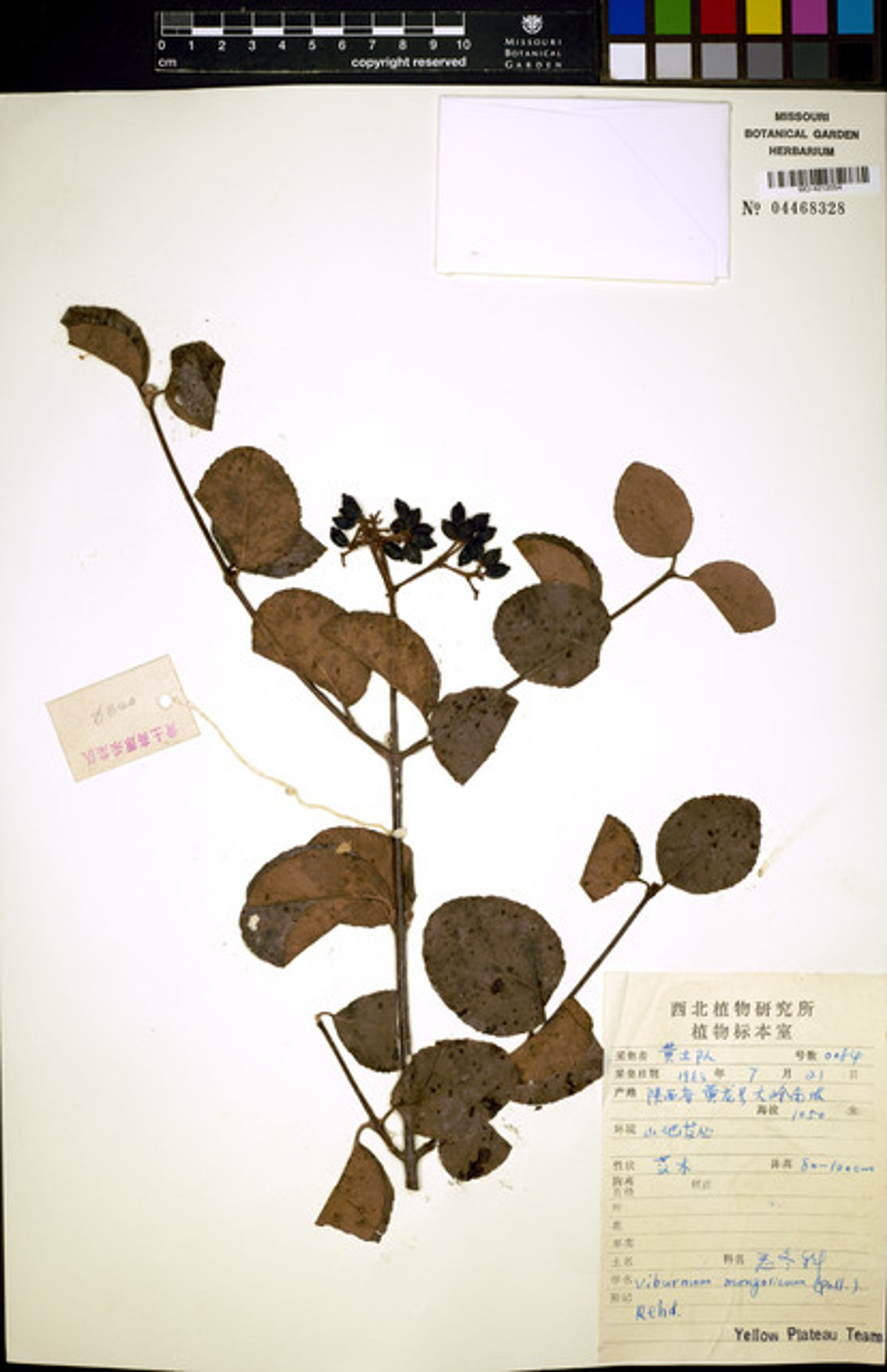 Viburnum mongolicum - 67