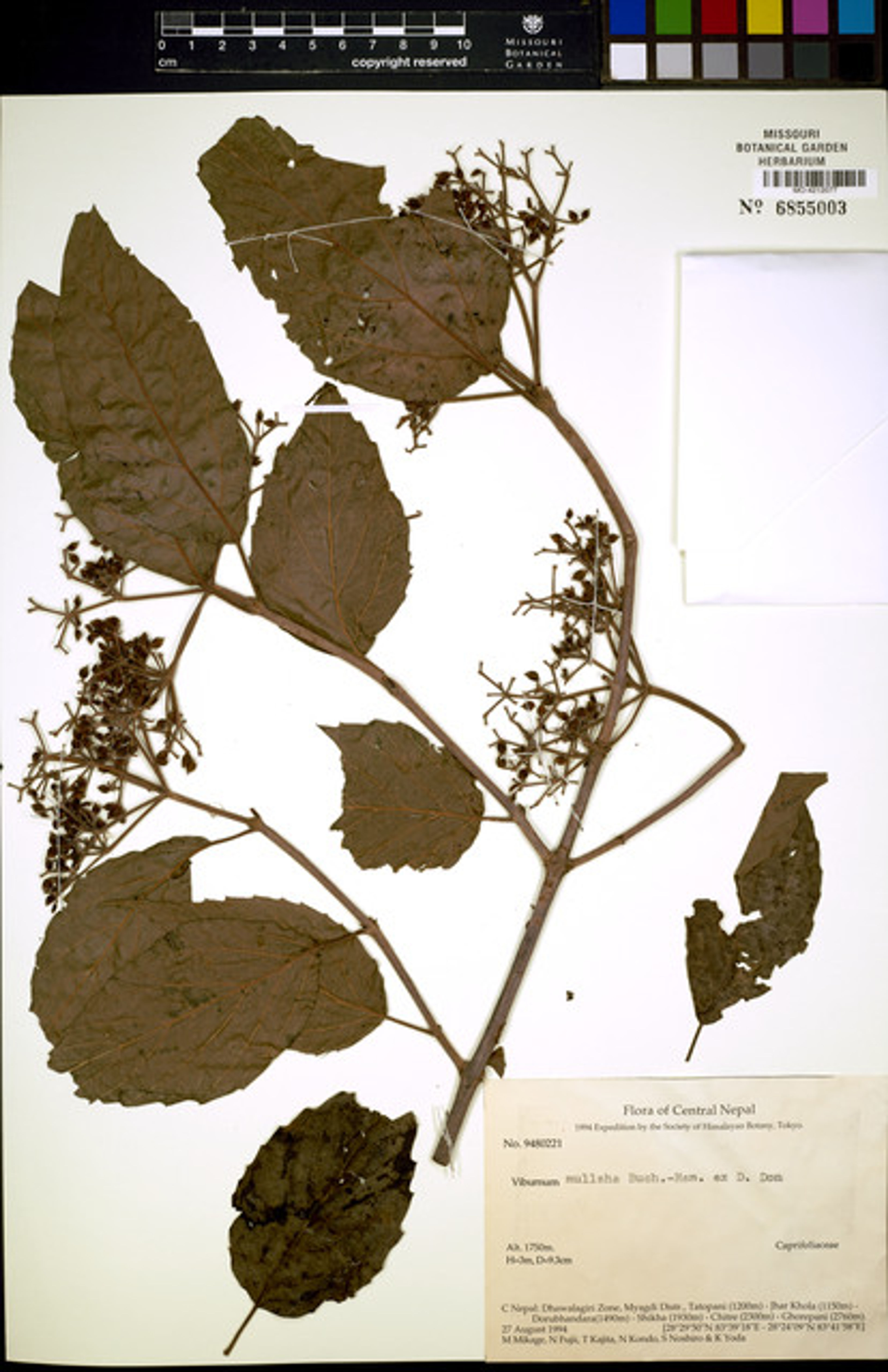 Viburnum mullaha - 17