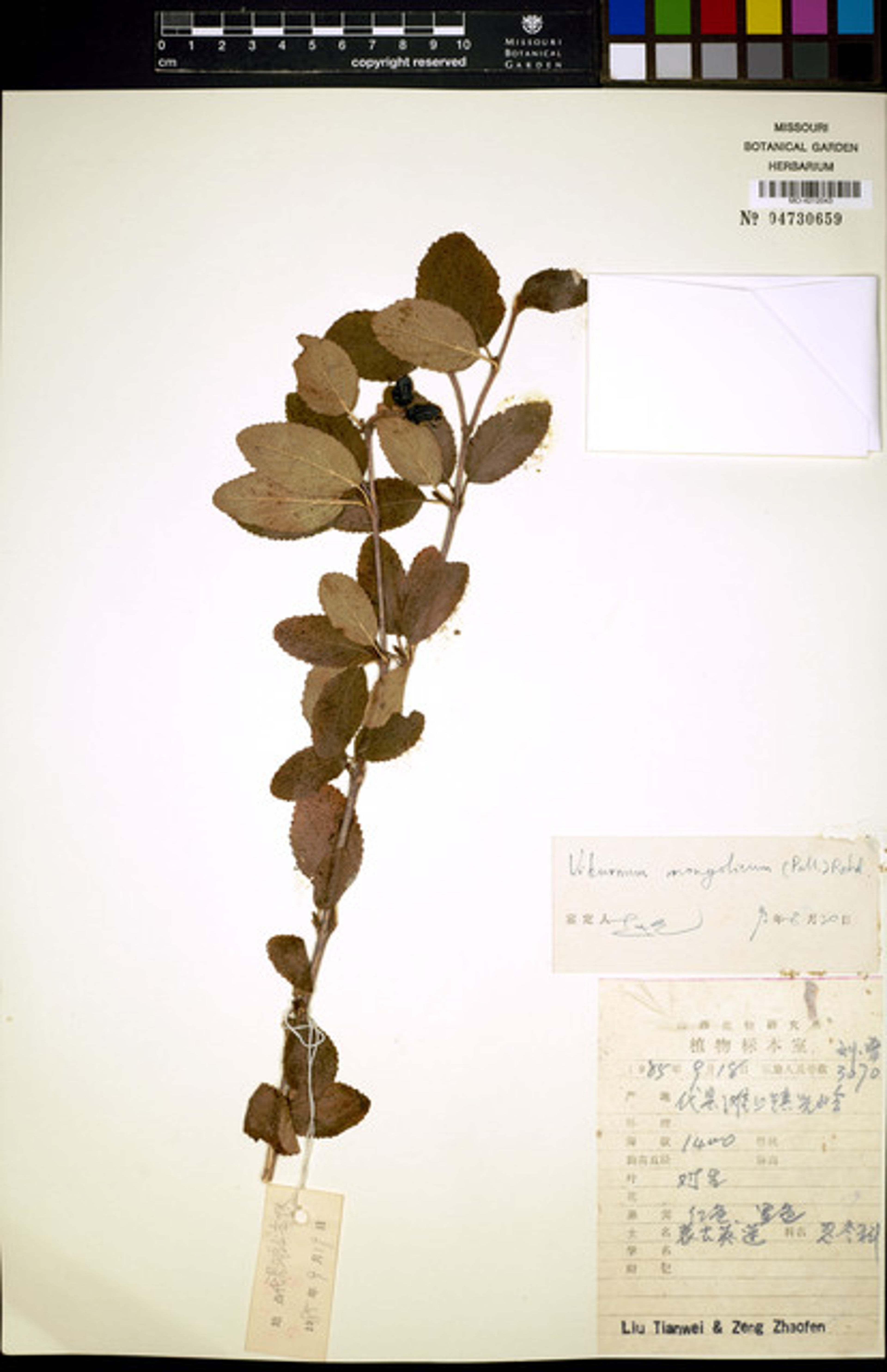 Viburnum mongolicum - 60