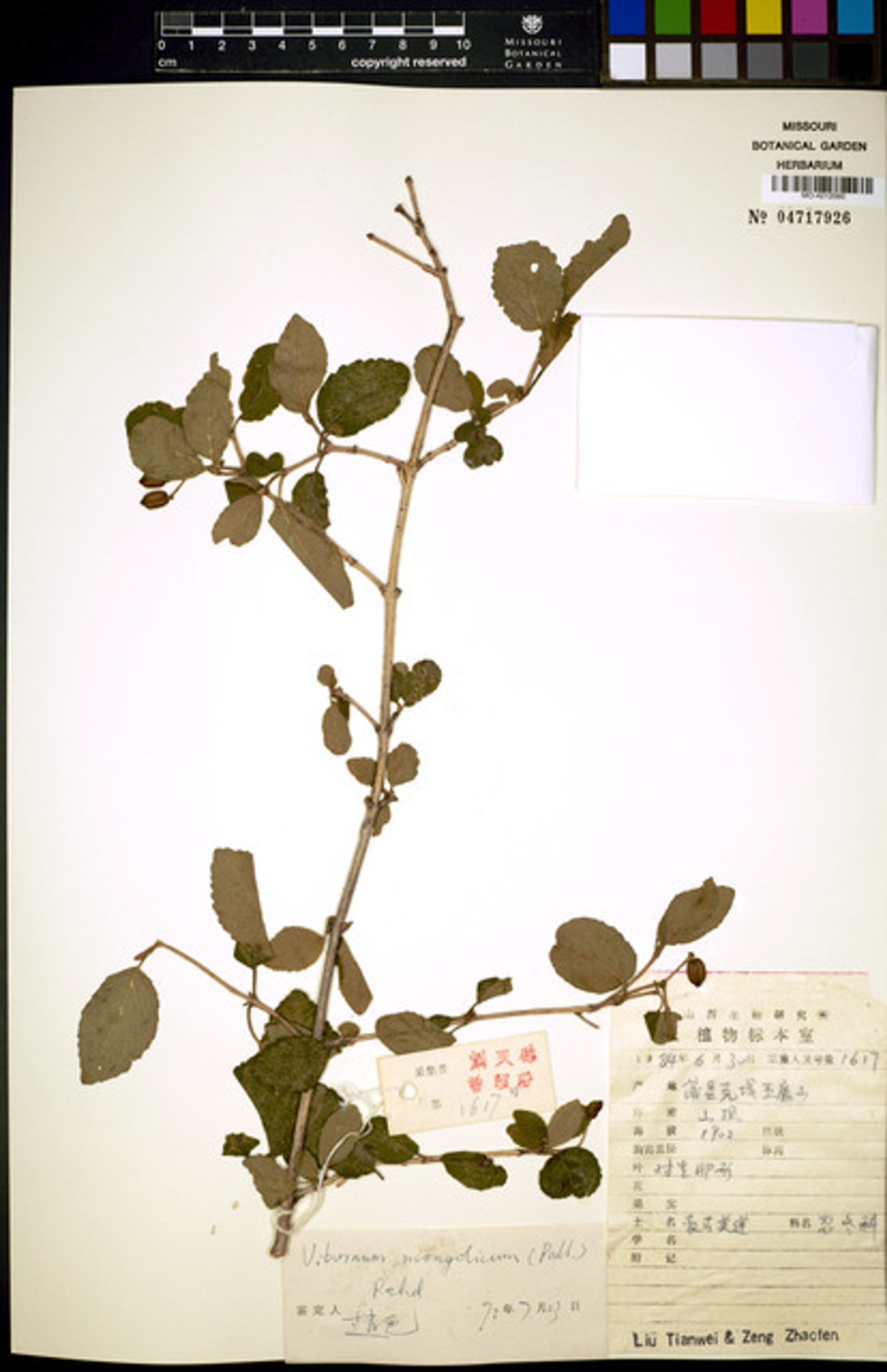 Viburnum mongolicum - 86
