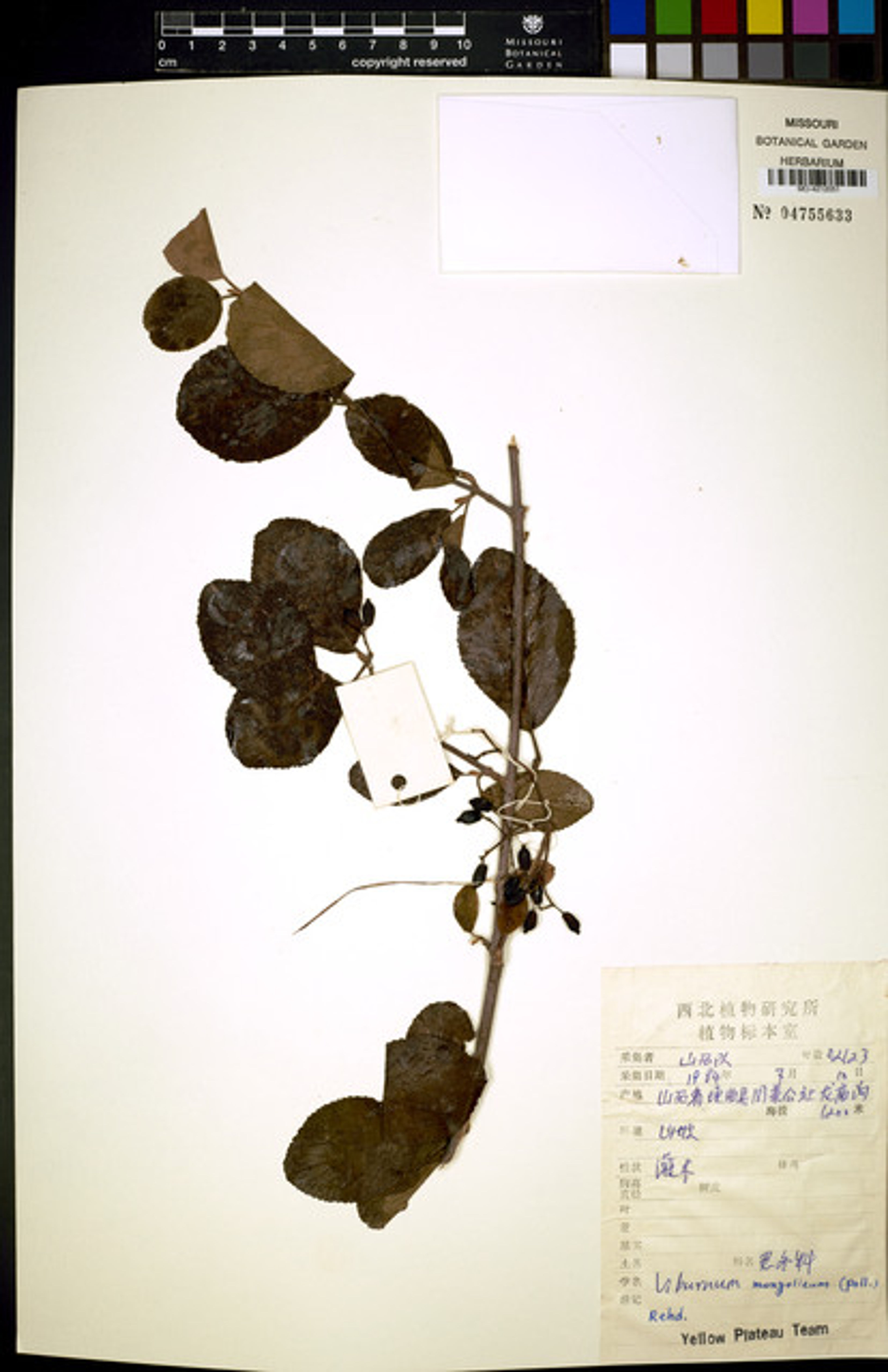 Viburnum mongolicum - 65