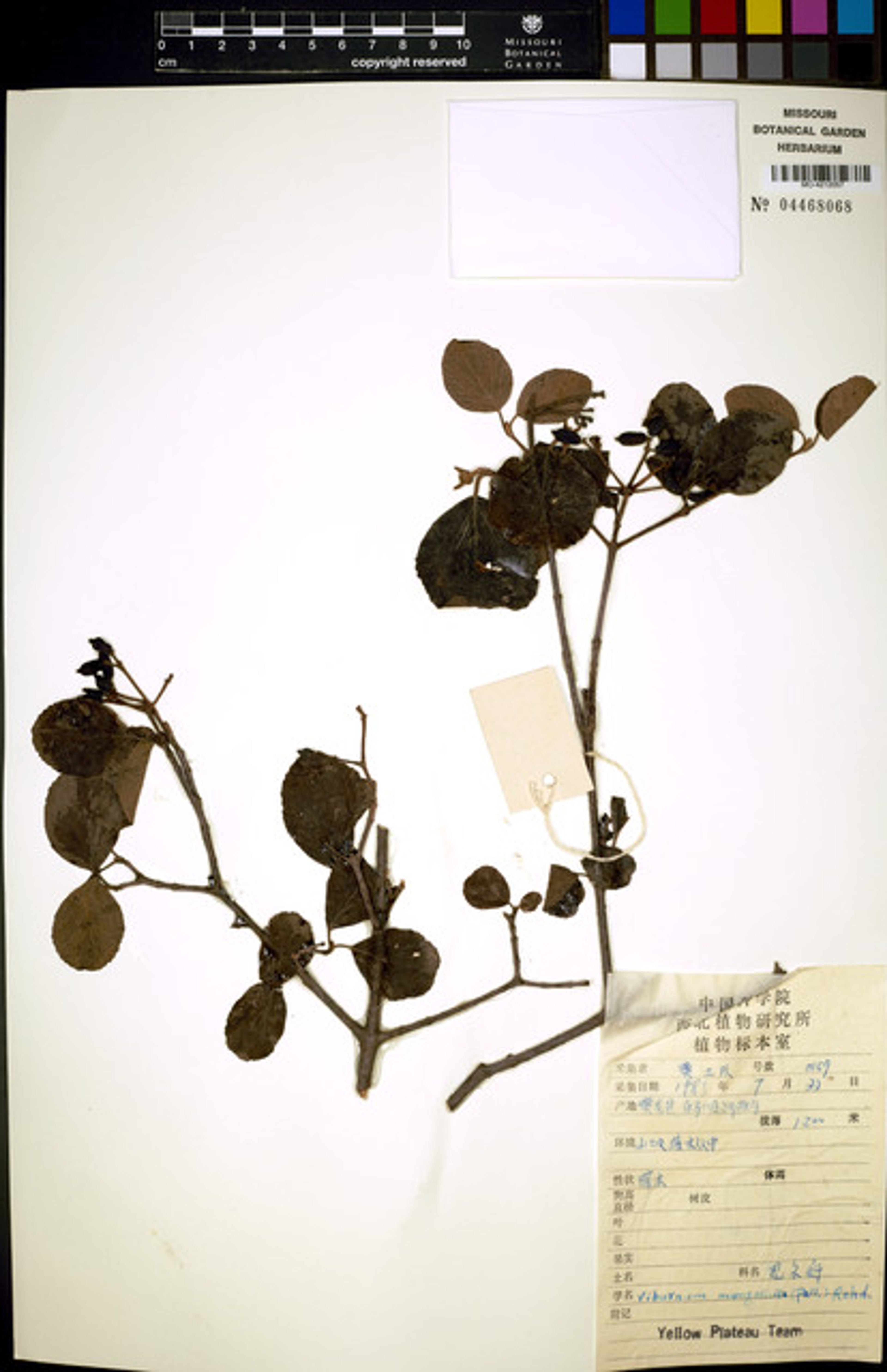 Viburnum mongolicum - 51