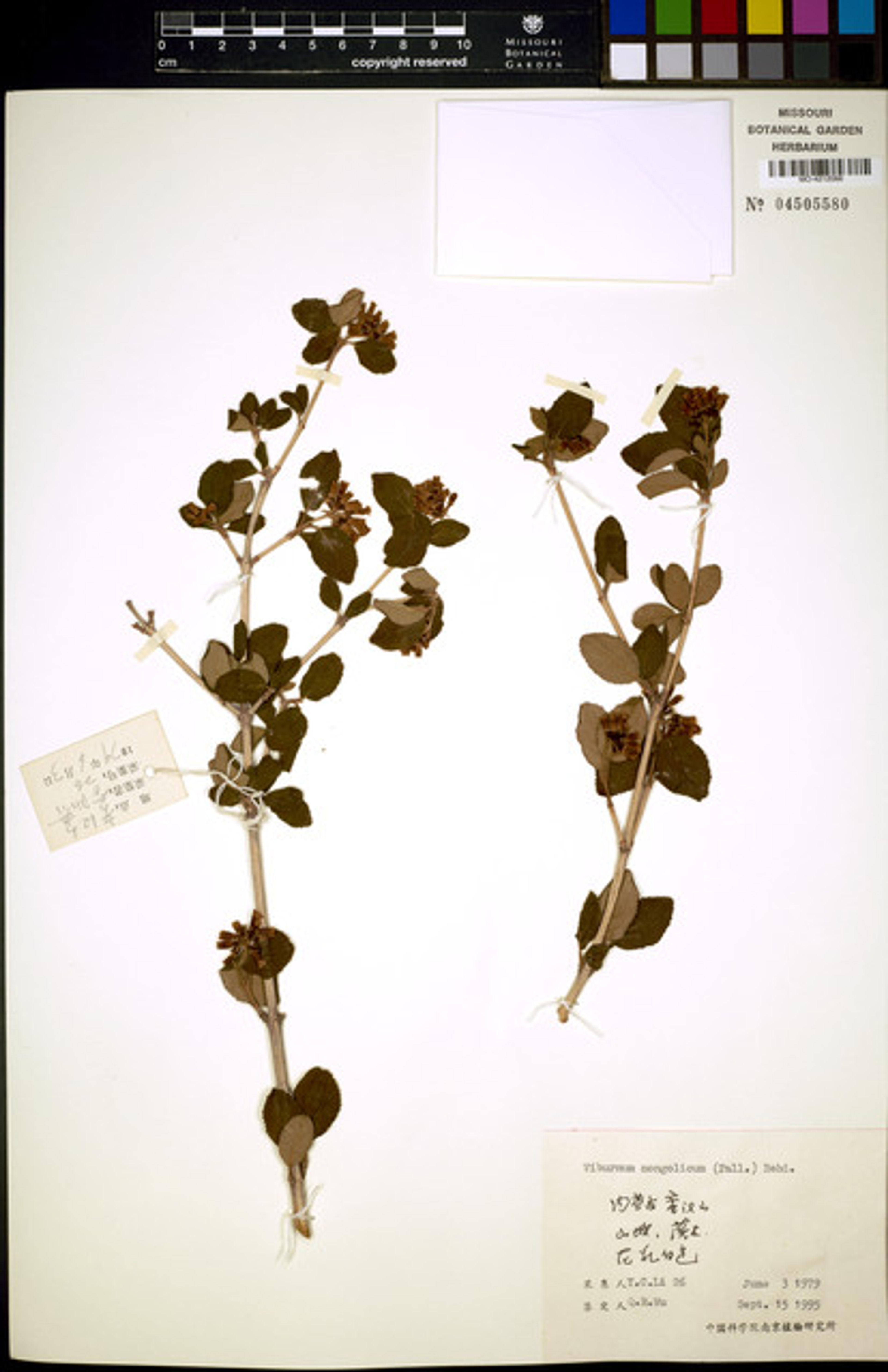 Viburnum mongolicum - 20