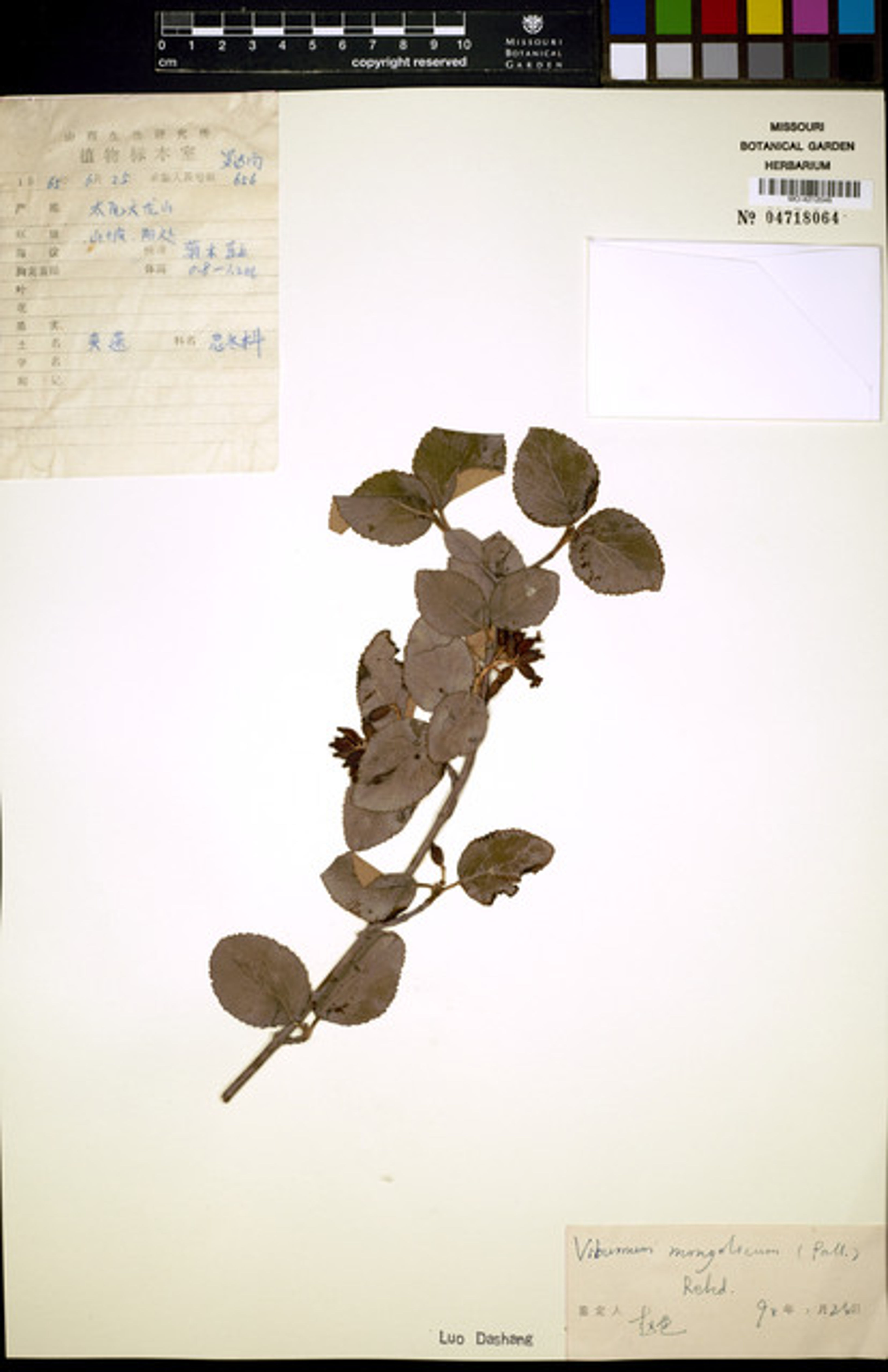 Viburnum mongolicum - 23