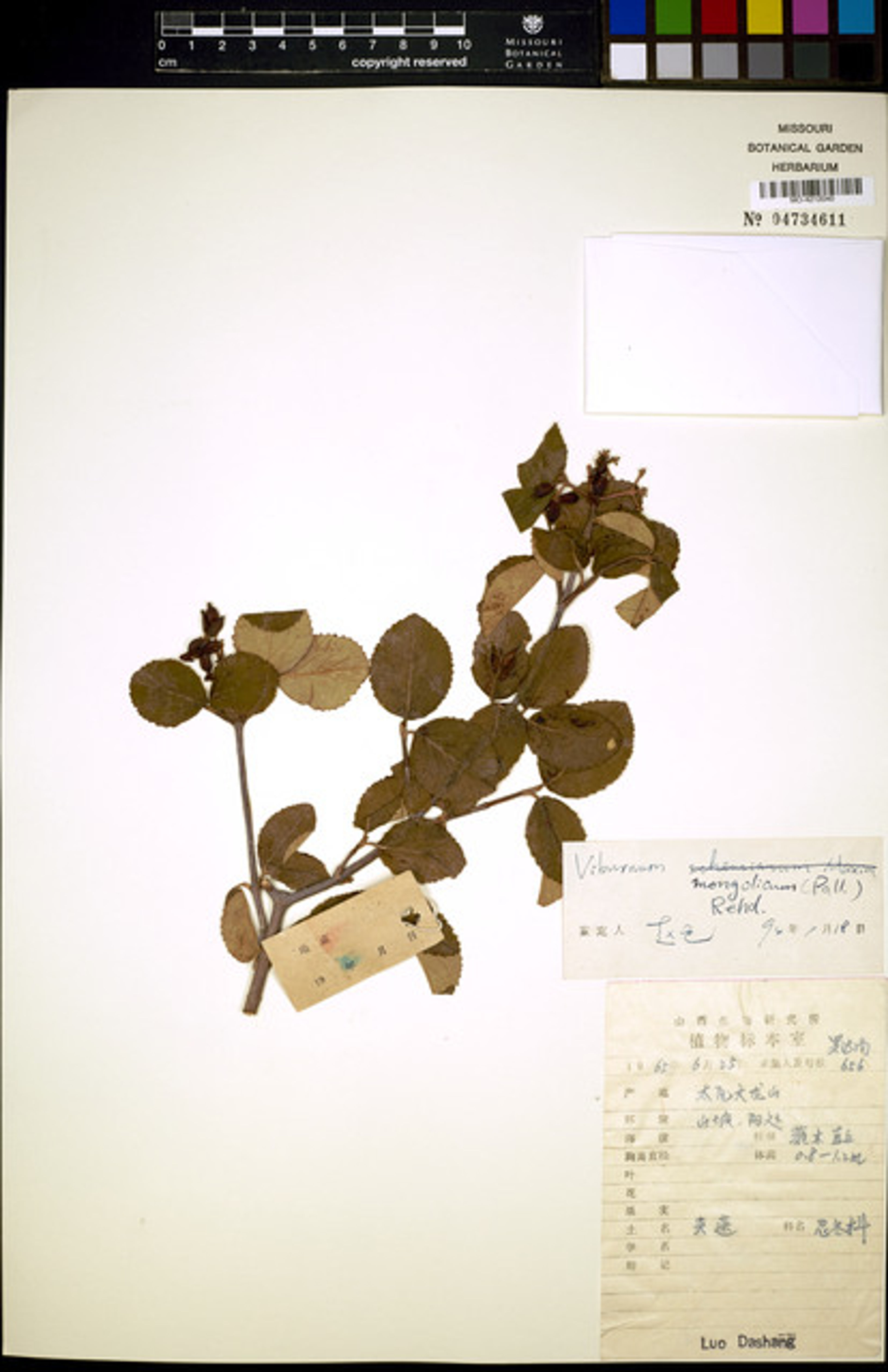 Viburnum mongolicum - 28