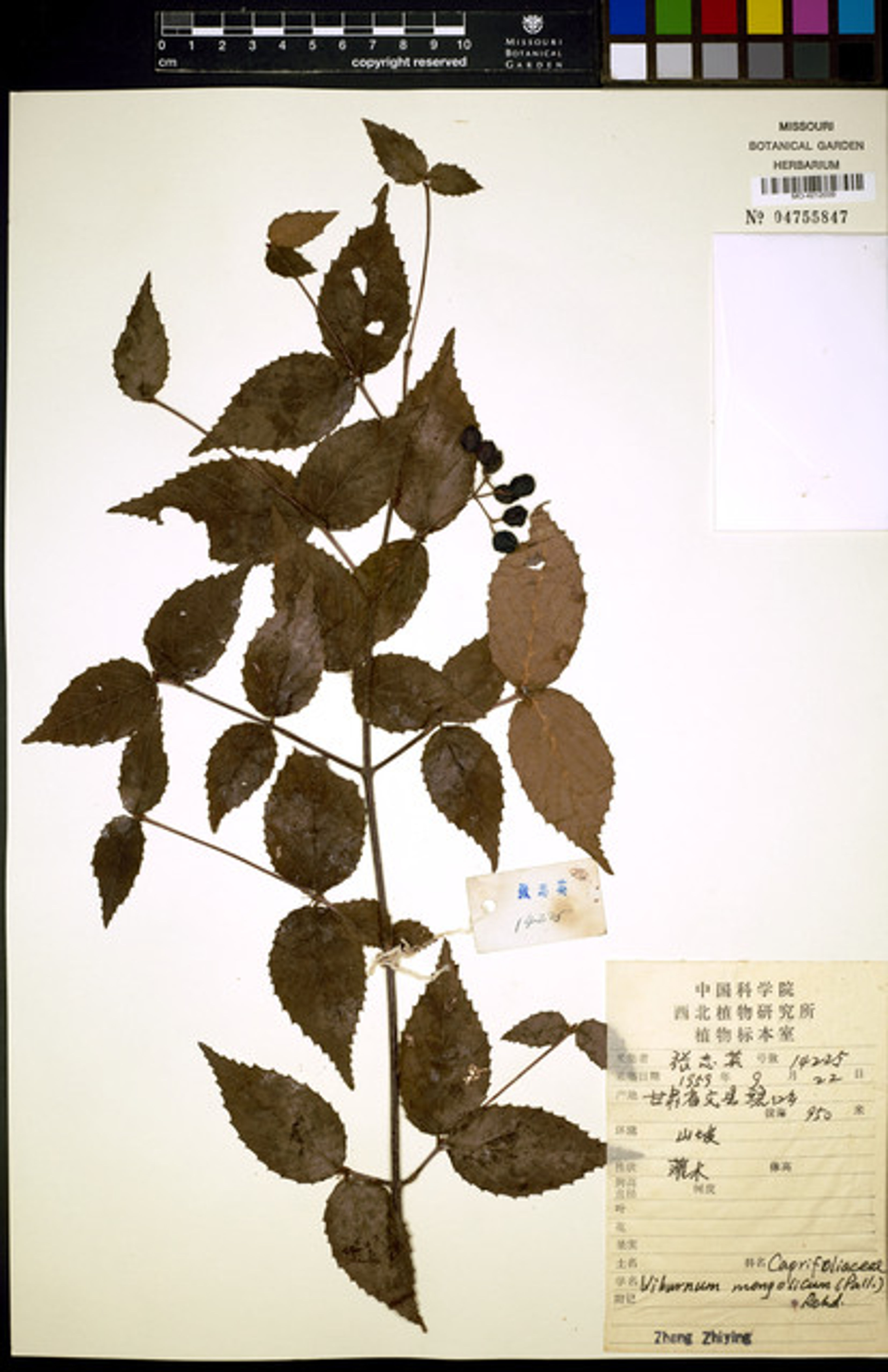 Viburnum mongolicum - 8