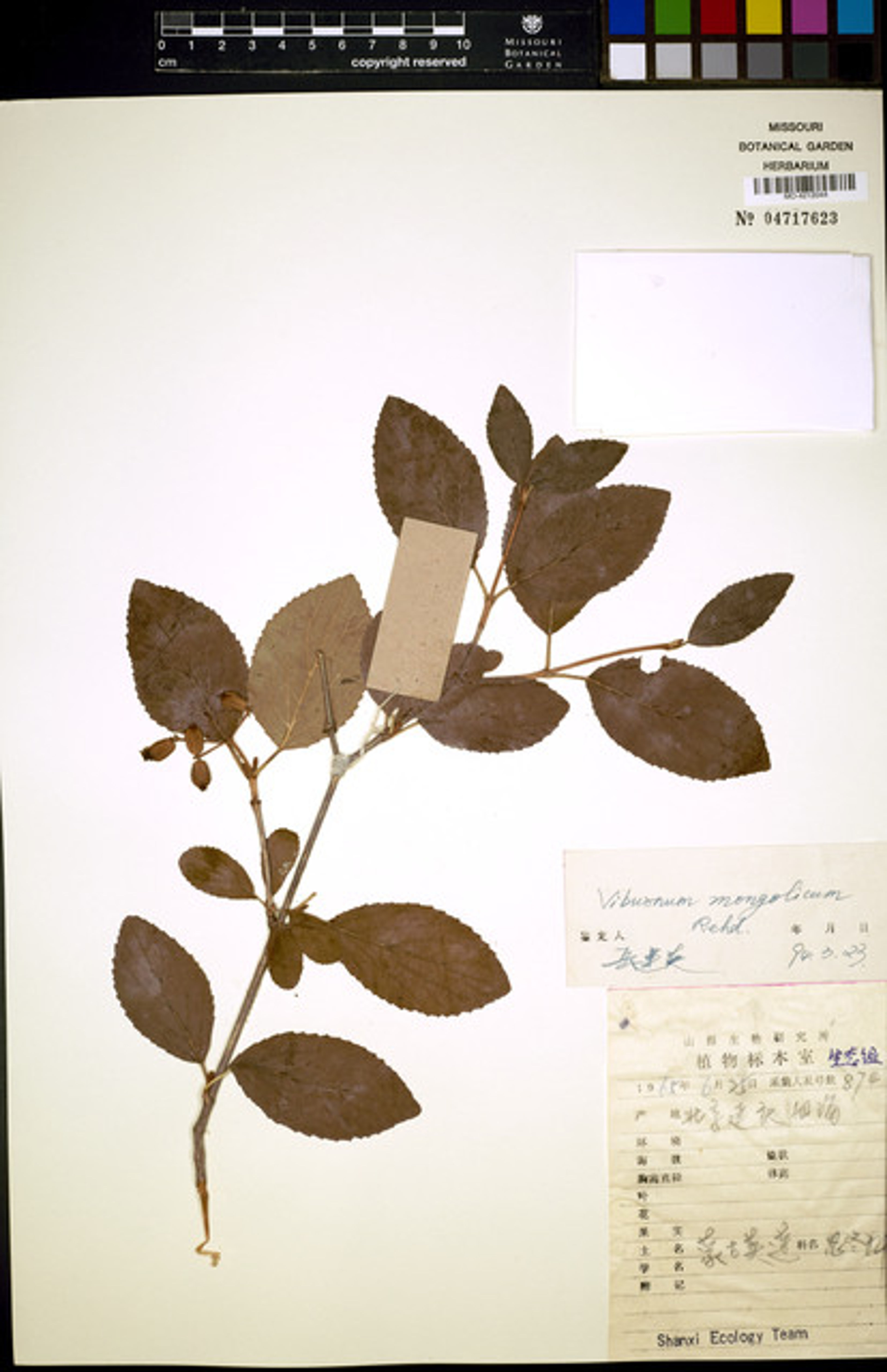 Viburnum mongolicum - 45