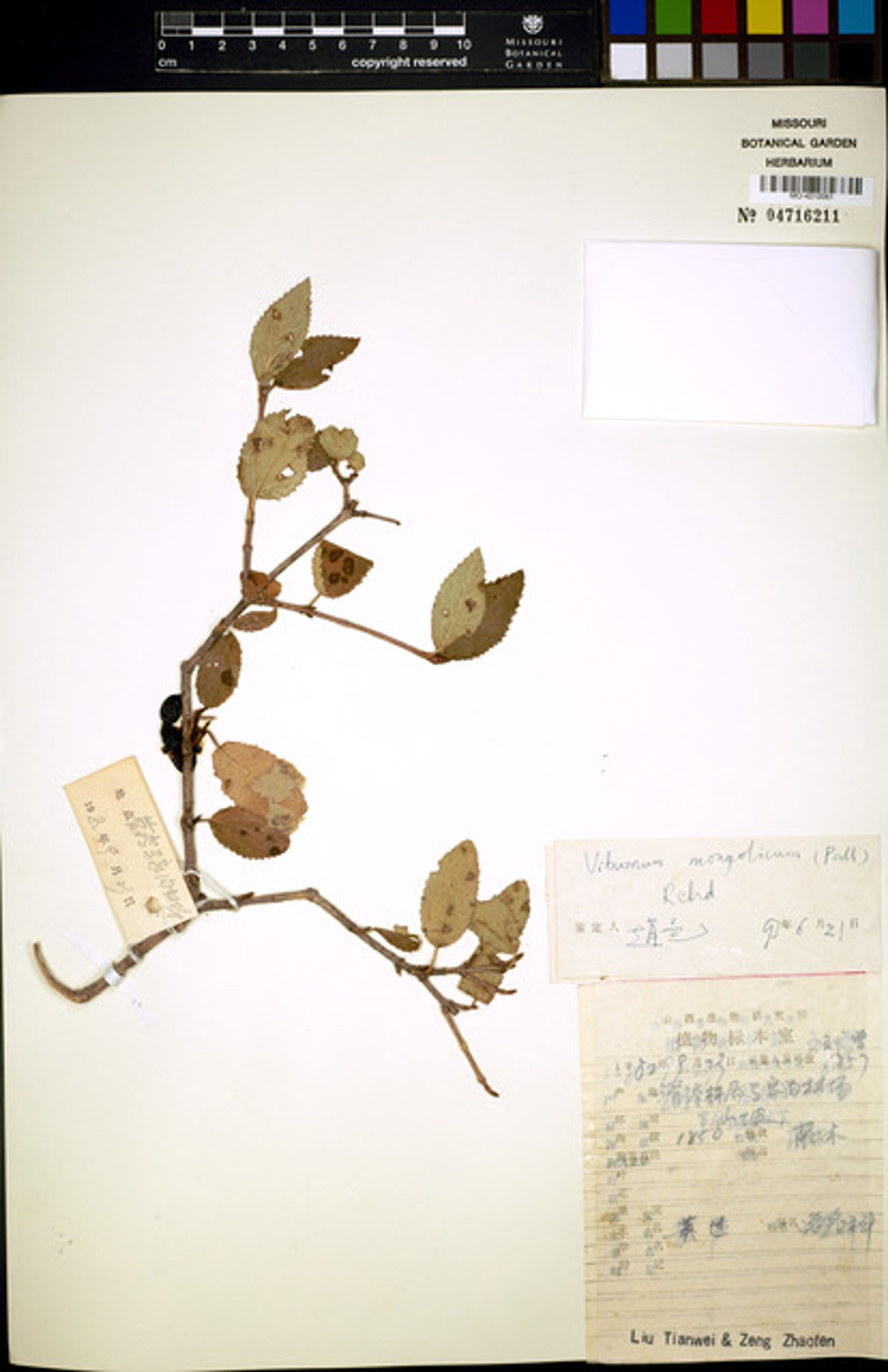 Viburnum mongolicum - 61