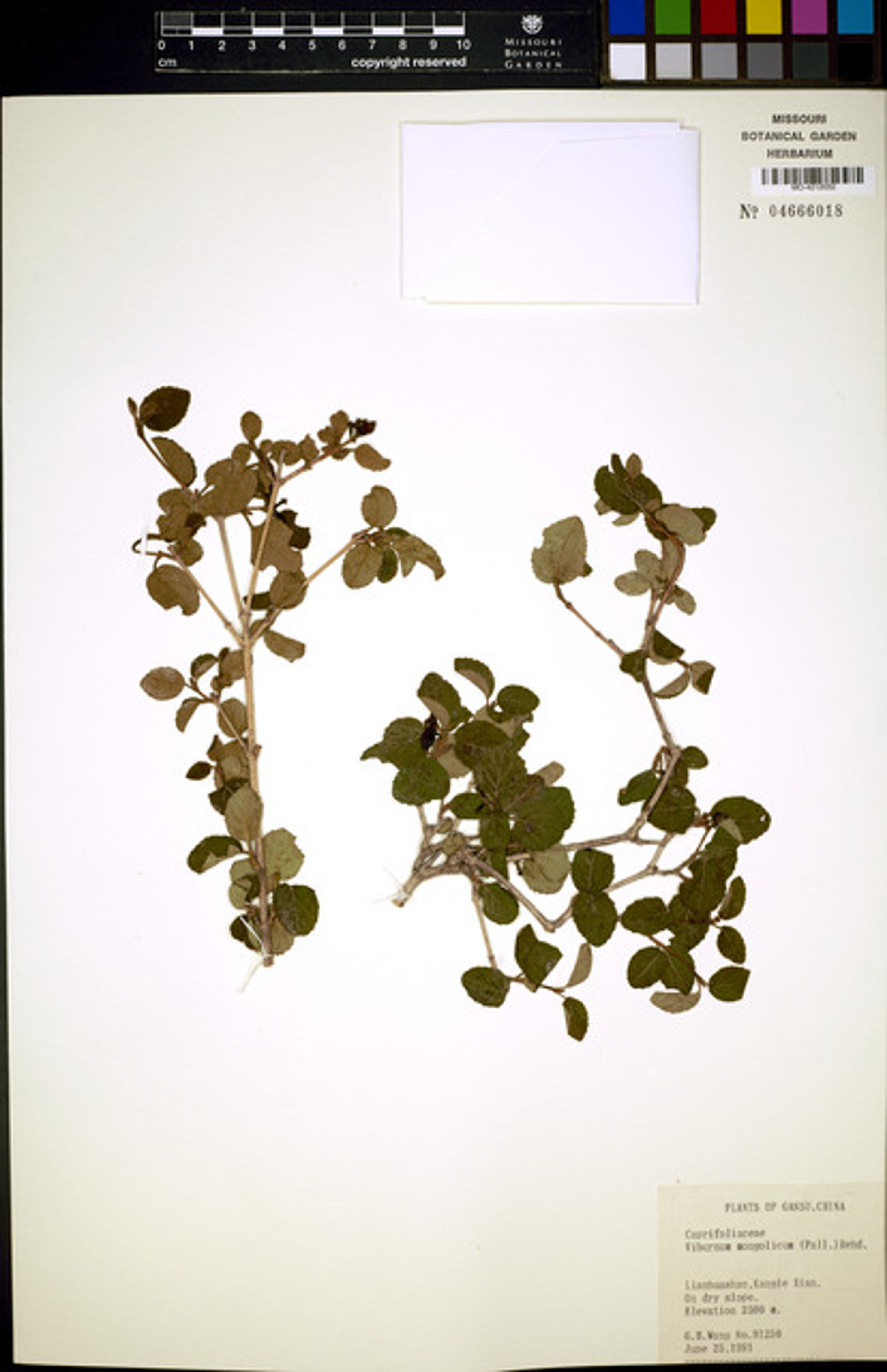 Viburnum mongolicum - 57