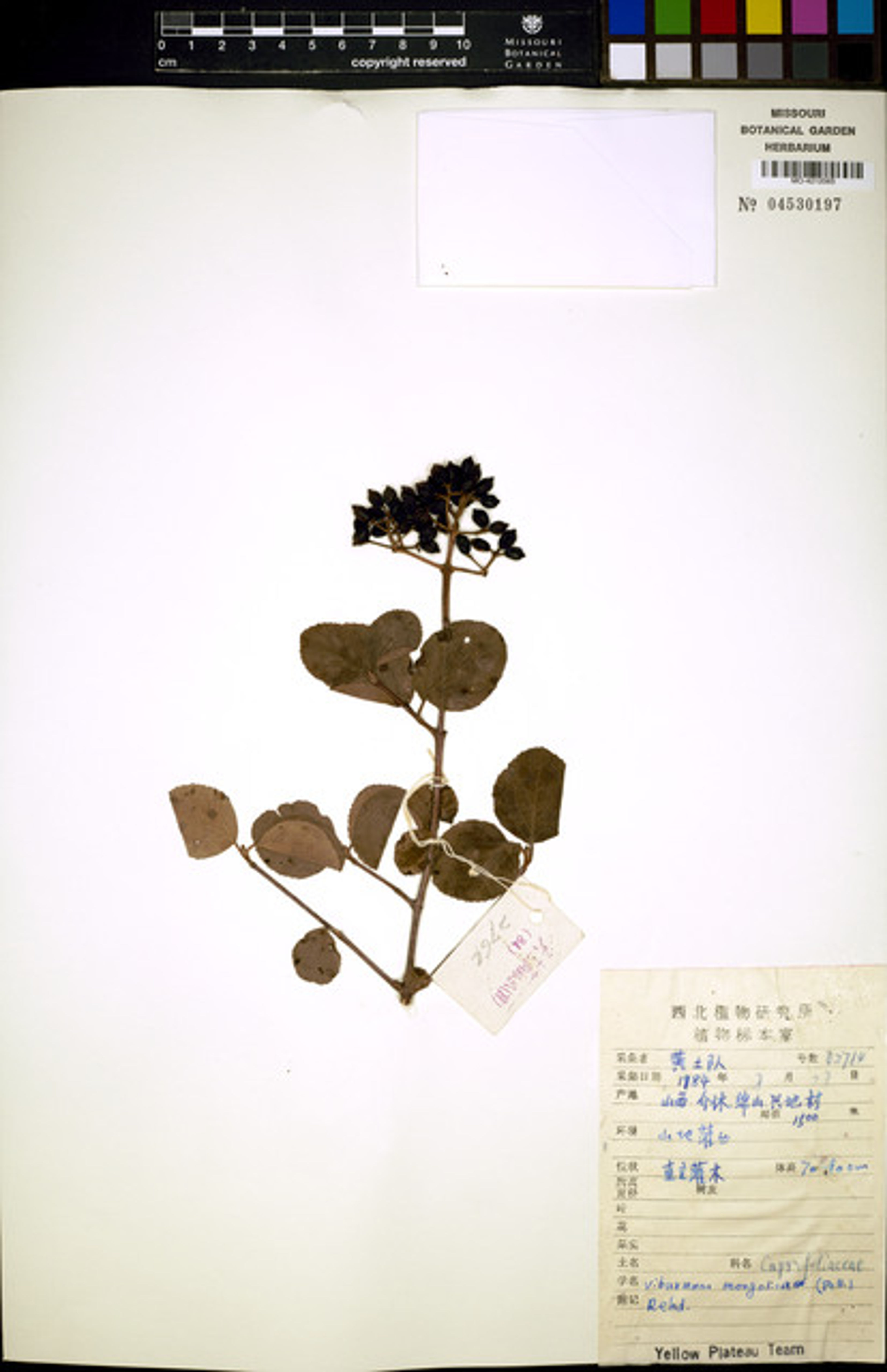 Viburnum mongolicum - 12