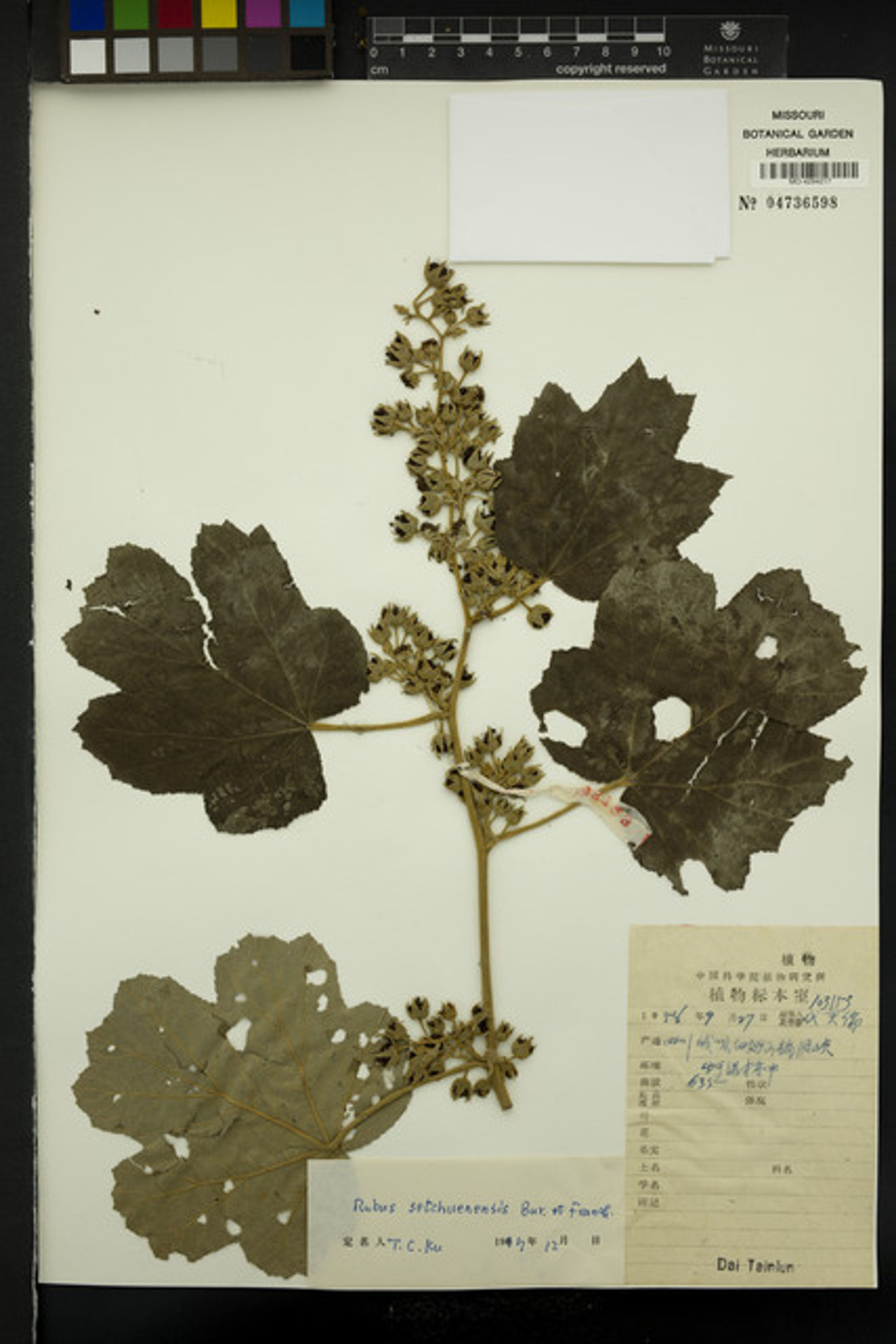 Rubus setchuenensis - 43