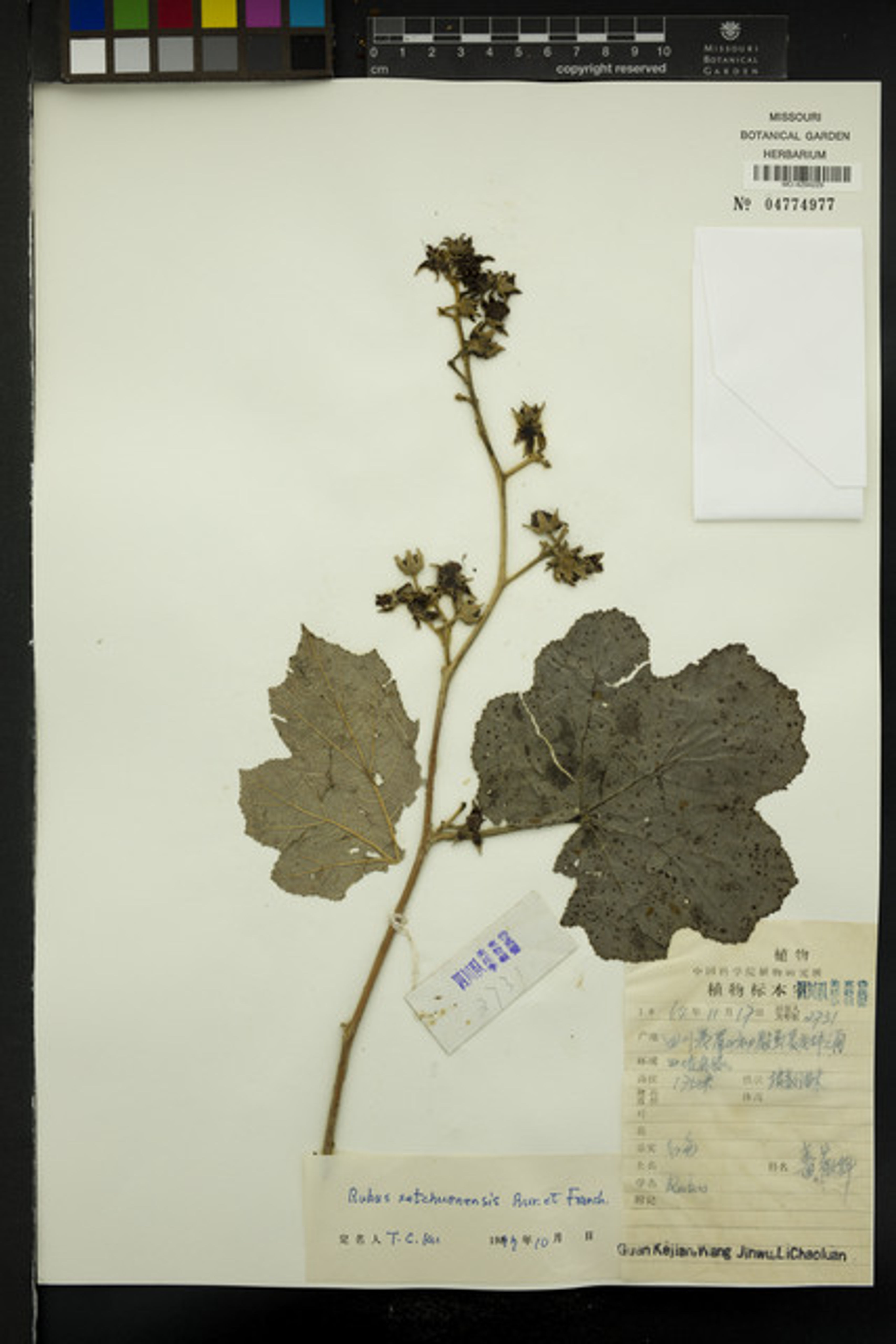 Rubus setchuenensis - 27