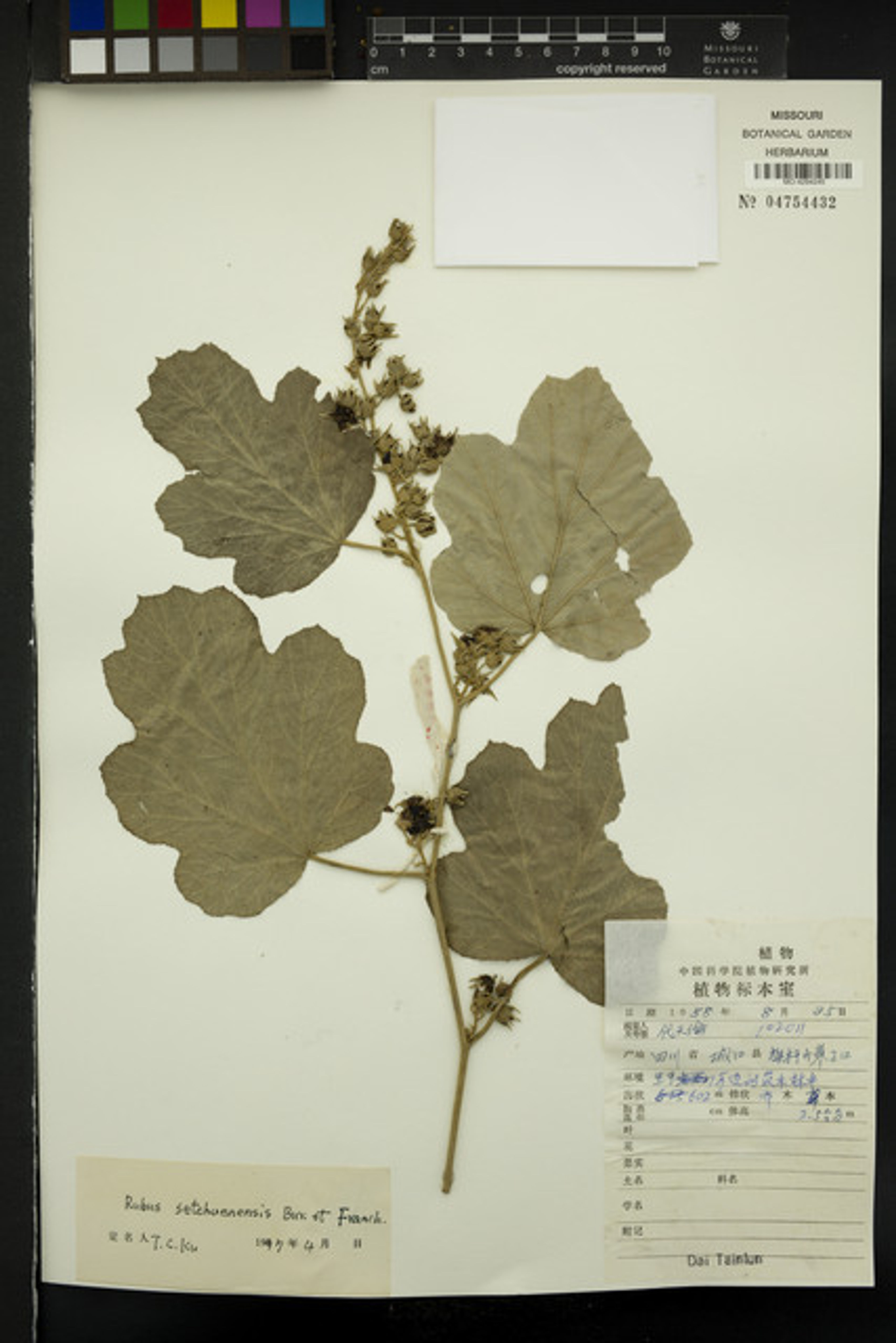 Rubus setchuenensis - 24
