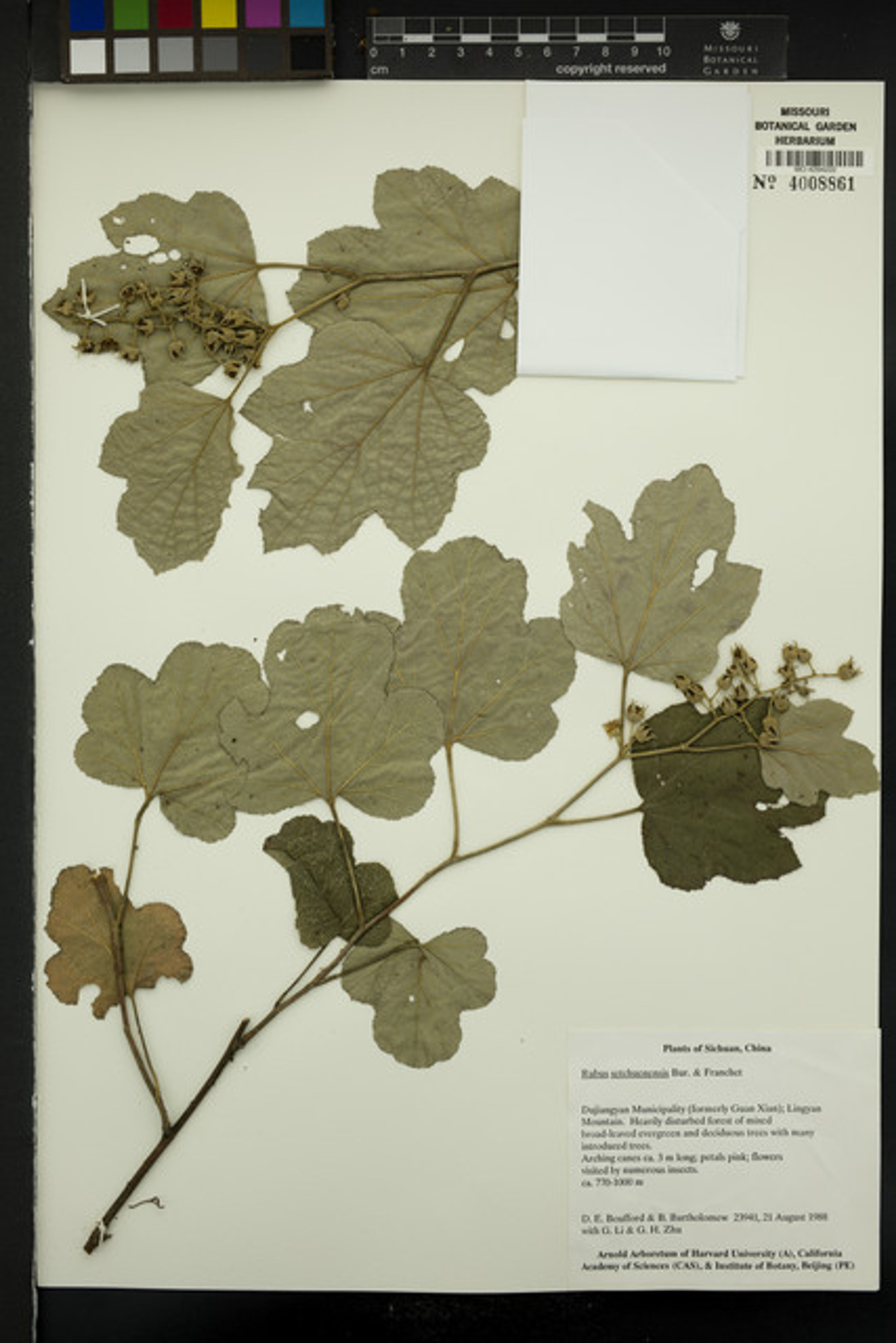 Rubus setchuenensis - 15