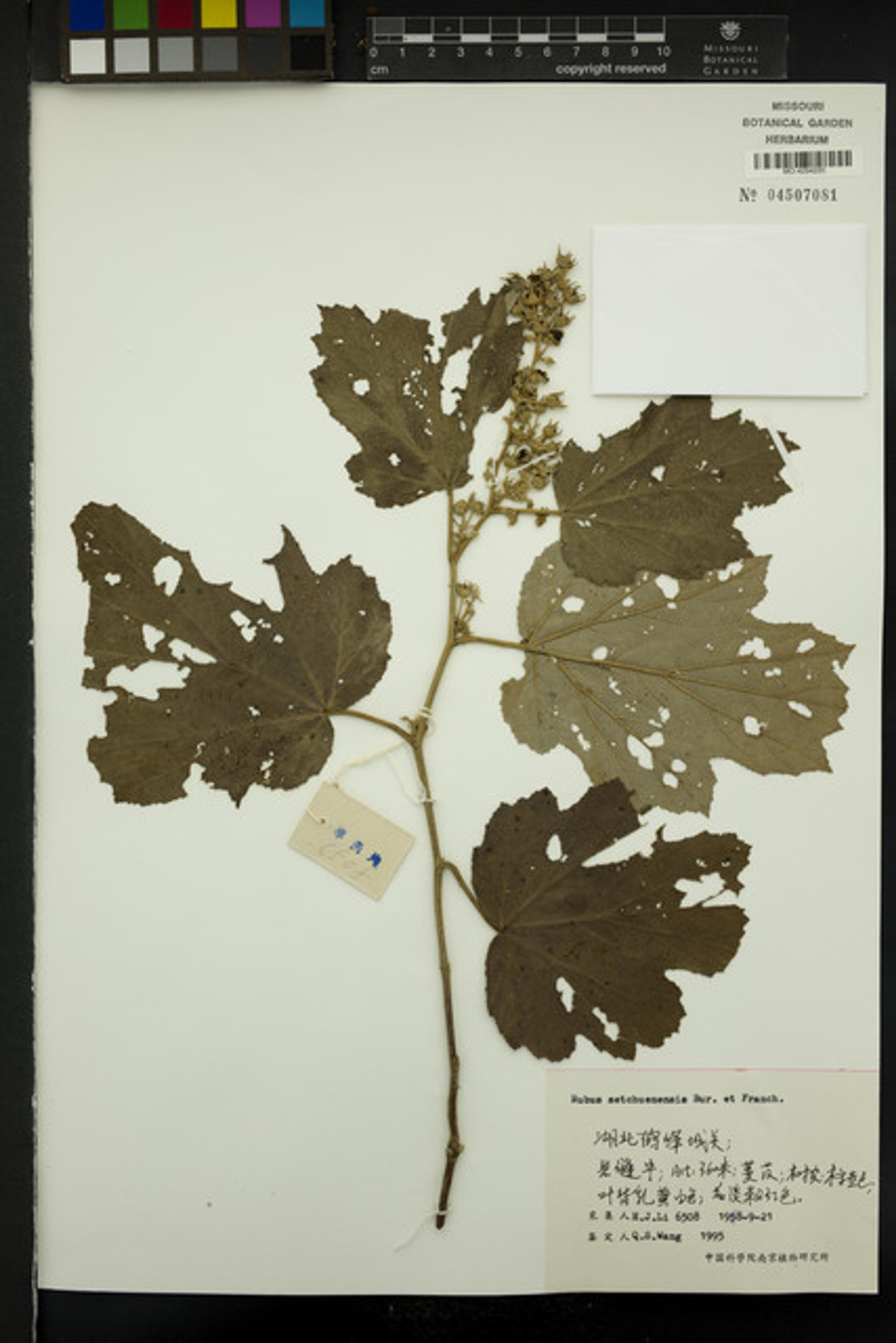 Rubus setchuenensis - 64