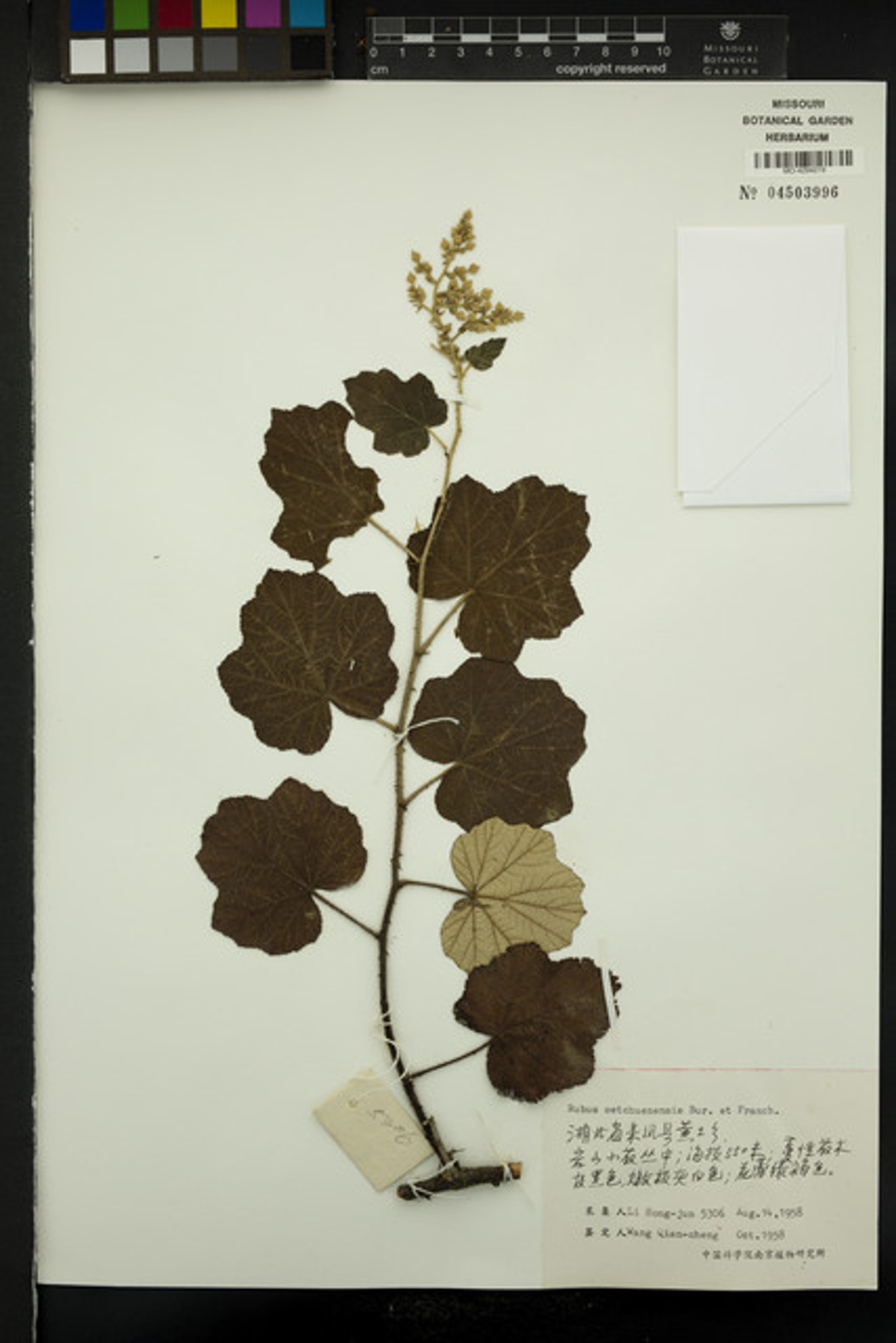 Rubus setchuenensis - 47