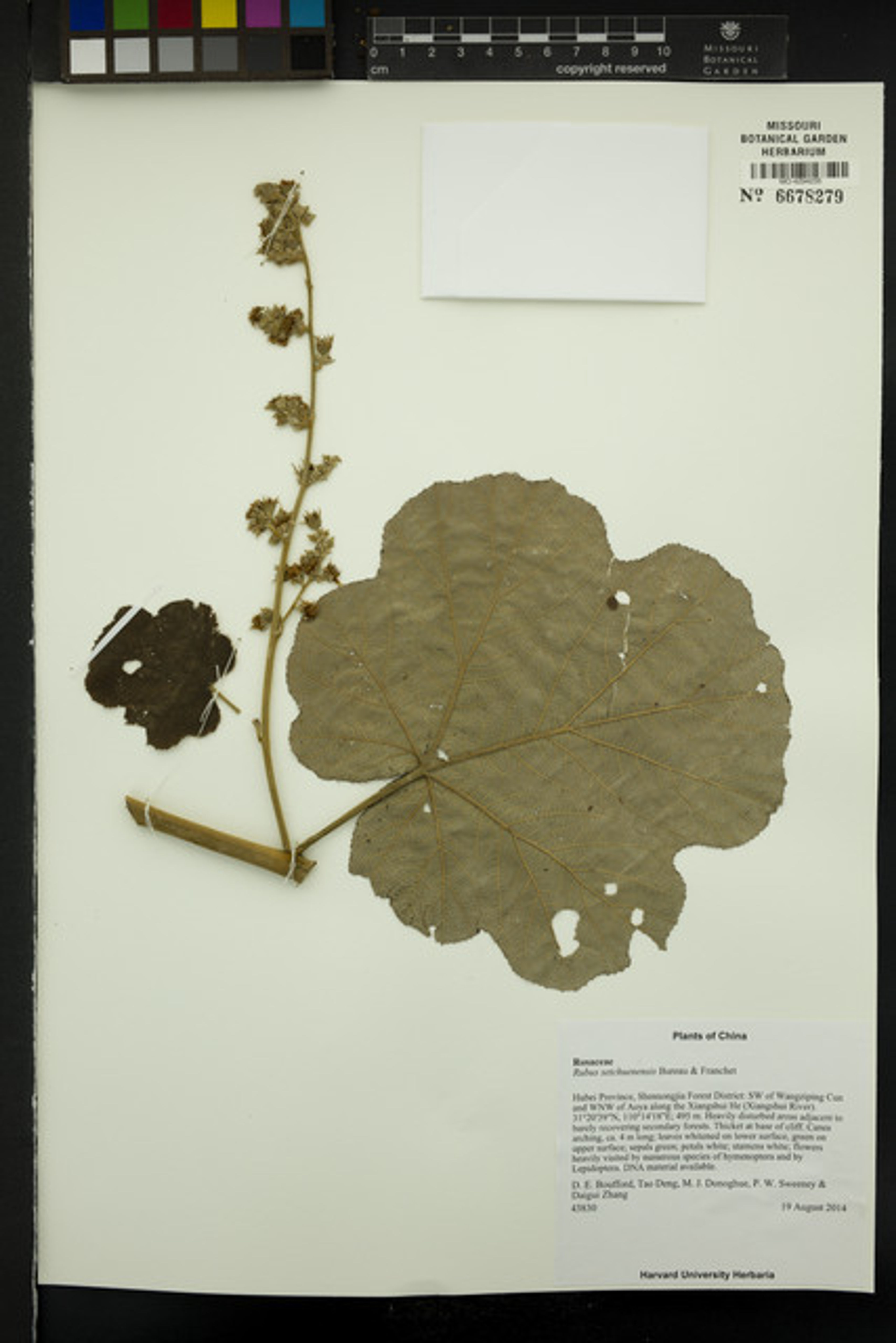 Rubus setchuenensis - 95