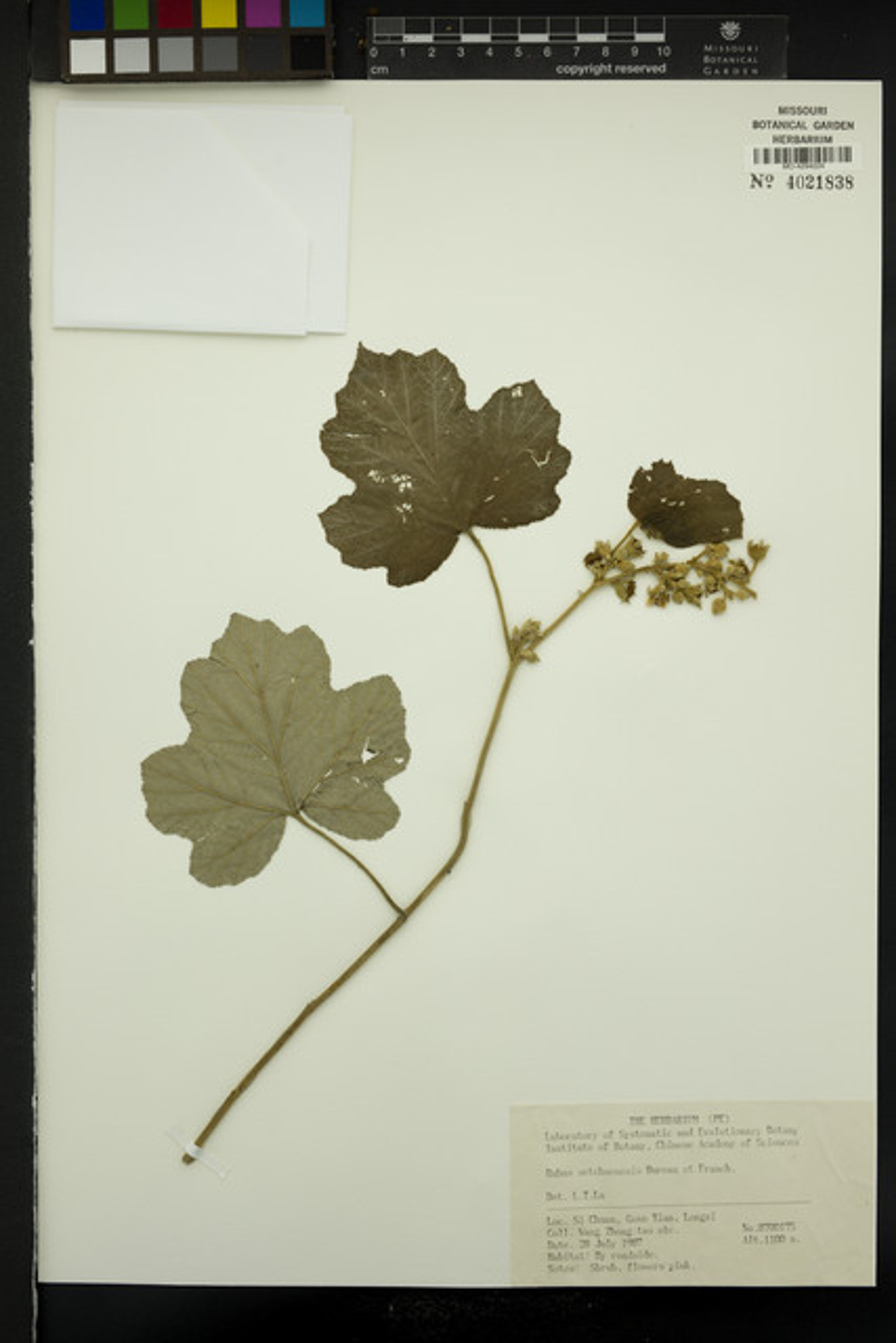 Rubus setchuenensis - 40