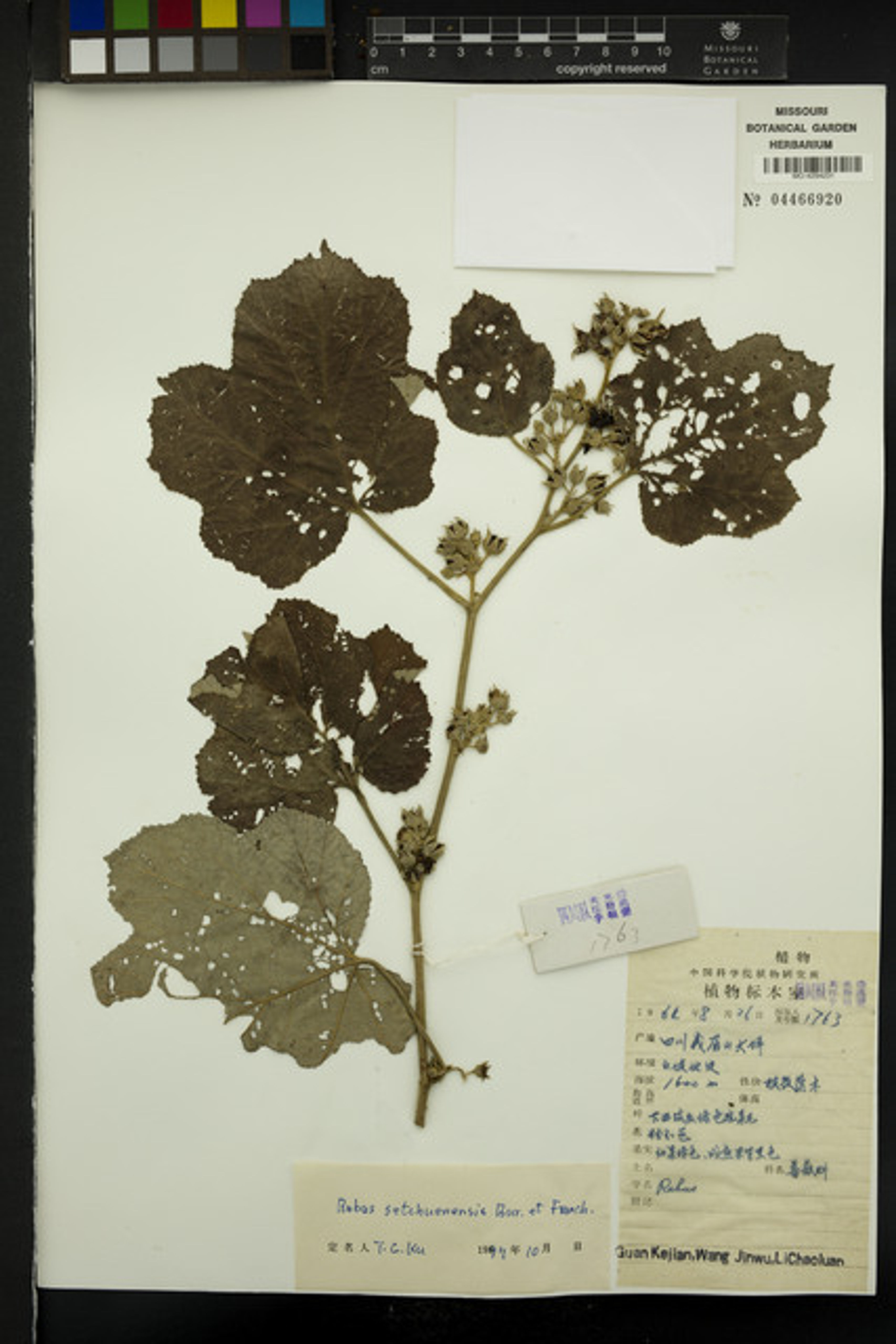 Rubus setchuenensis - 63