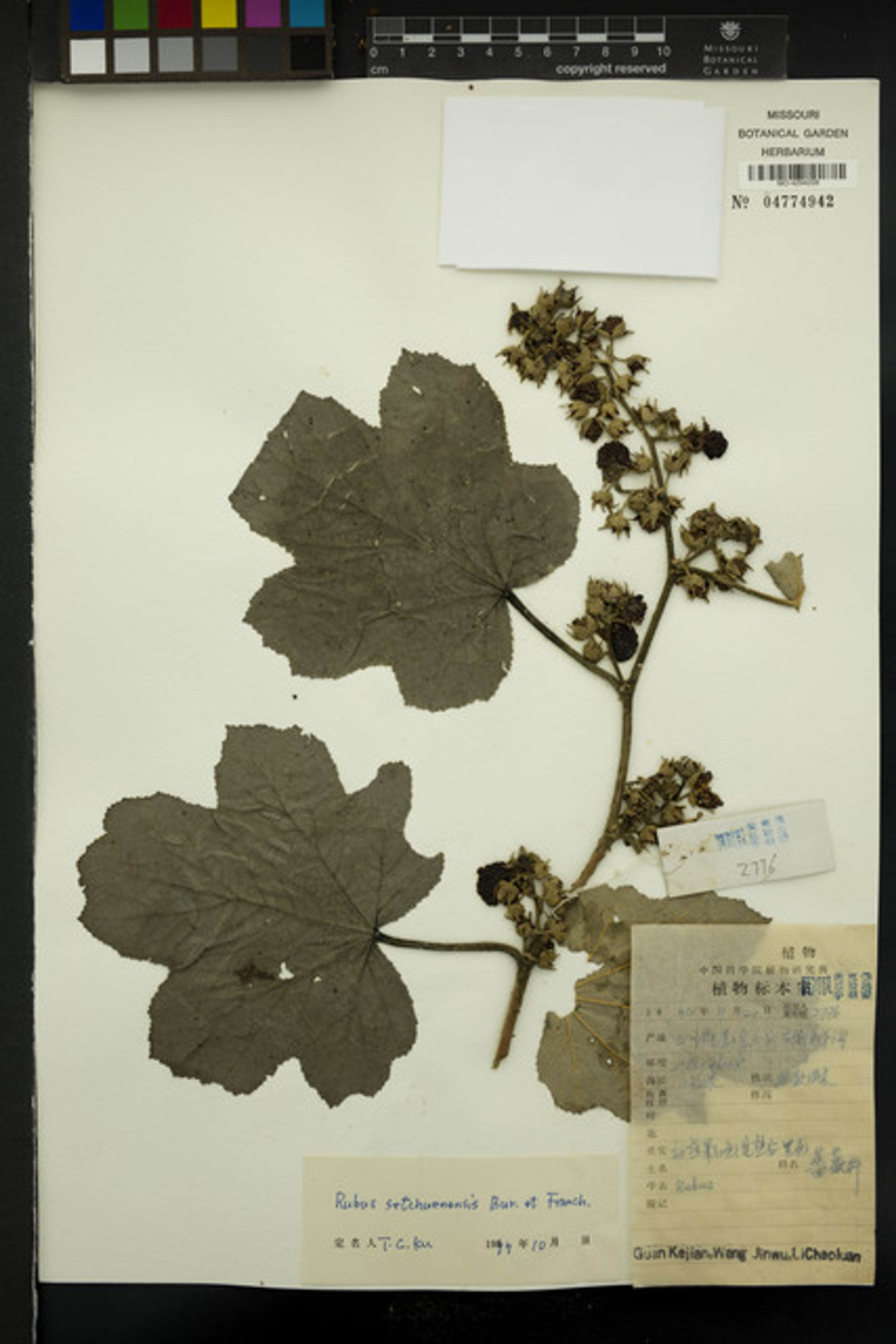 Rubus setchuenensis - 89