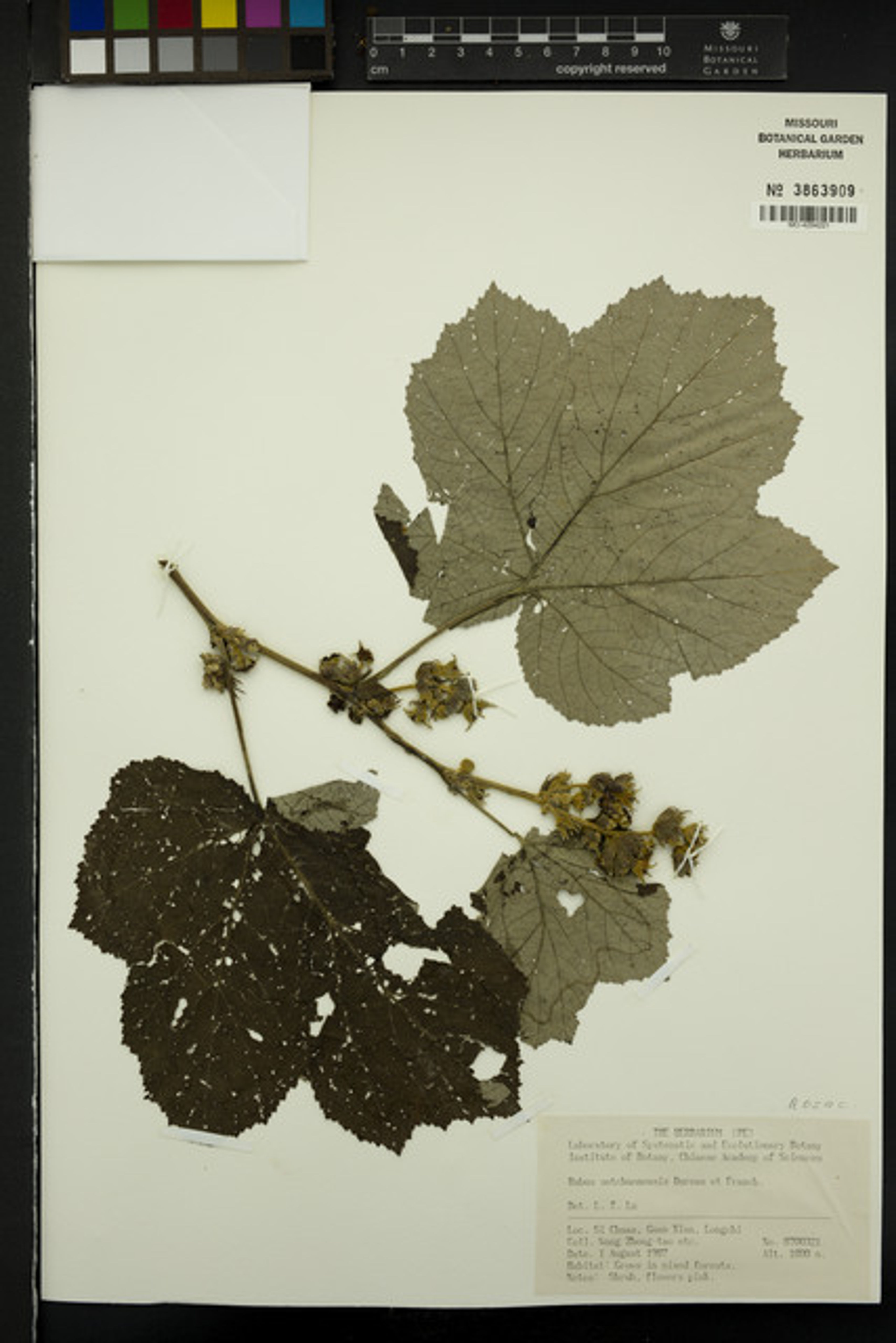 Rubus setchuenensis - 70