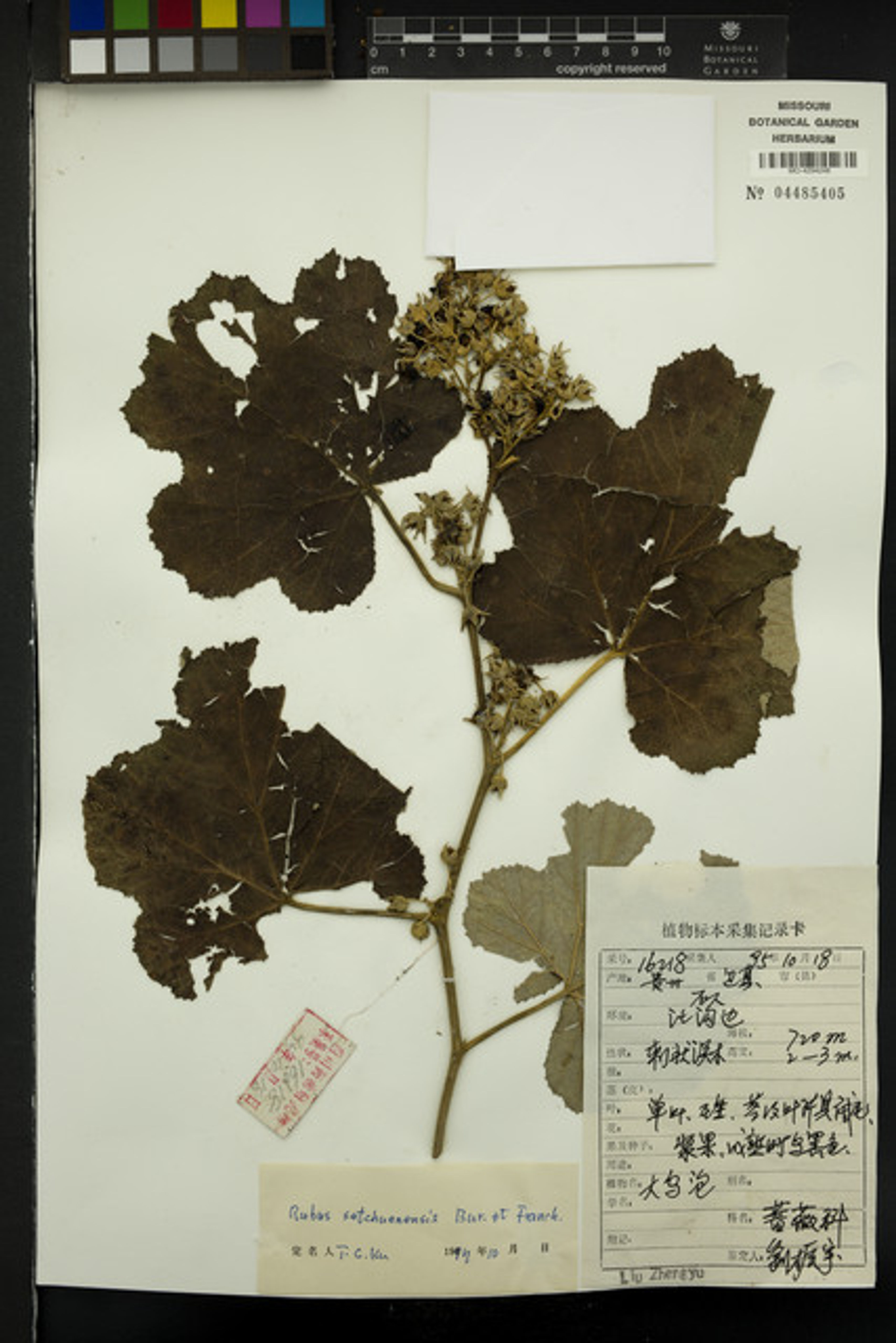 Rubus setchuenensis - 103