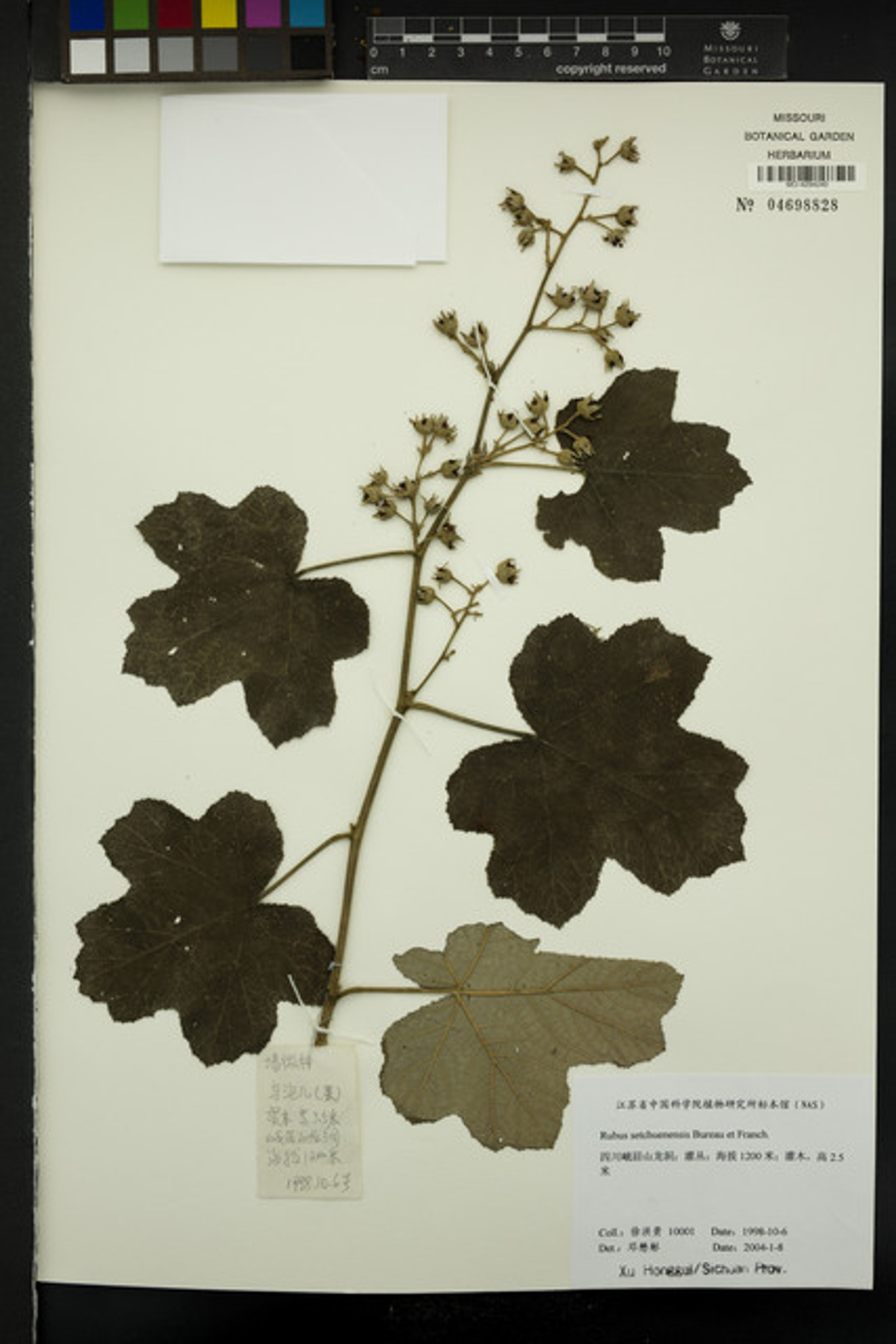 Rubus setchuenensis - 86
