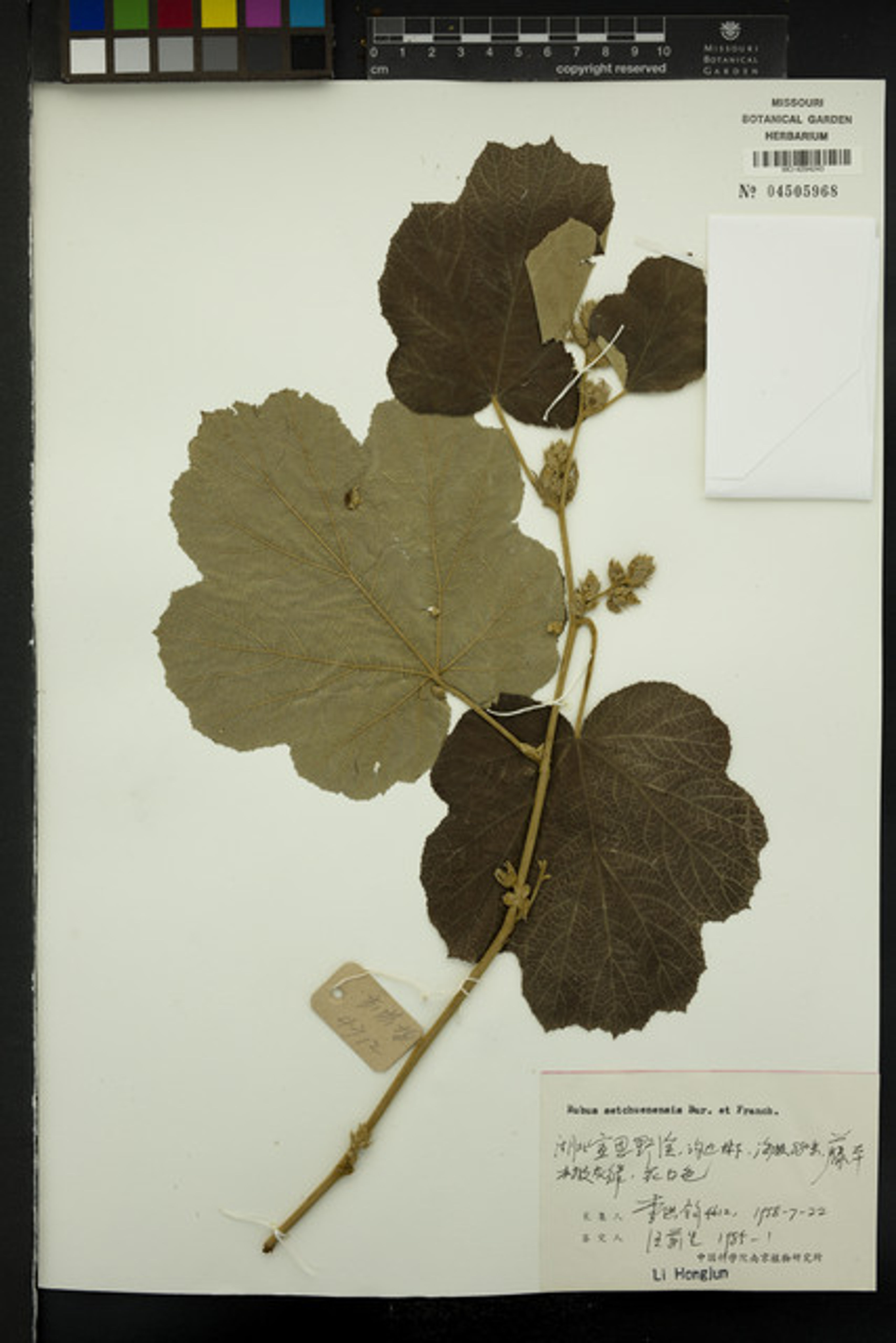 Rubus setchuenensis - 84