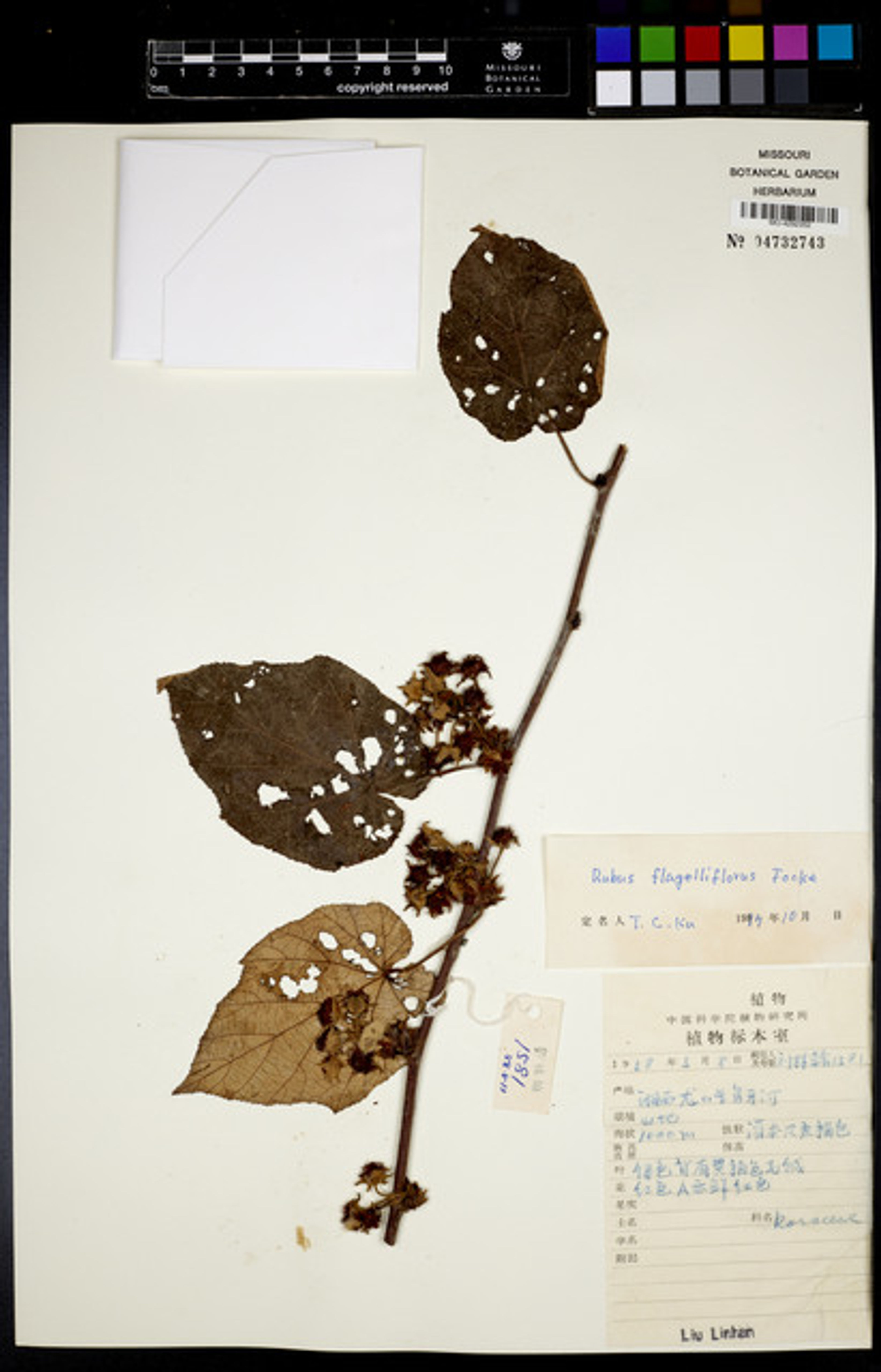 Rubus flagelliflorus - 37