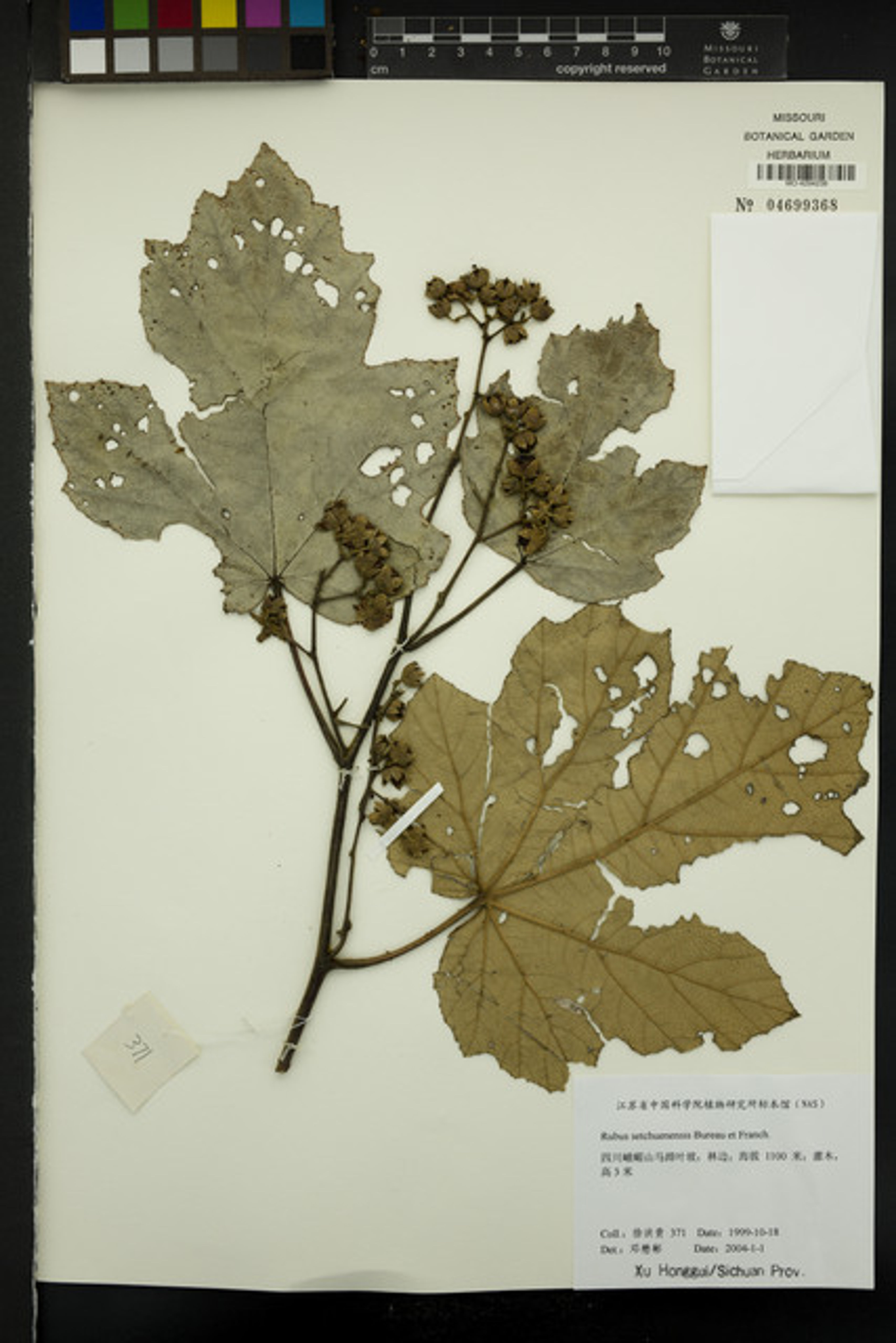 Rubus setchuenensis - 101