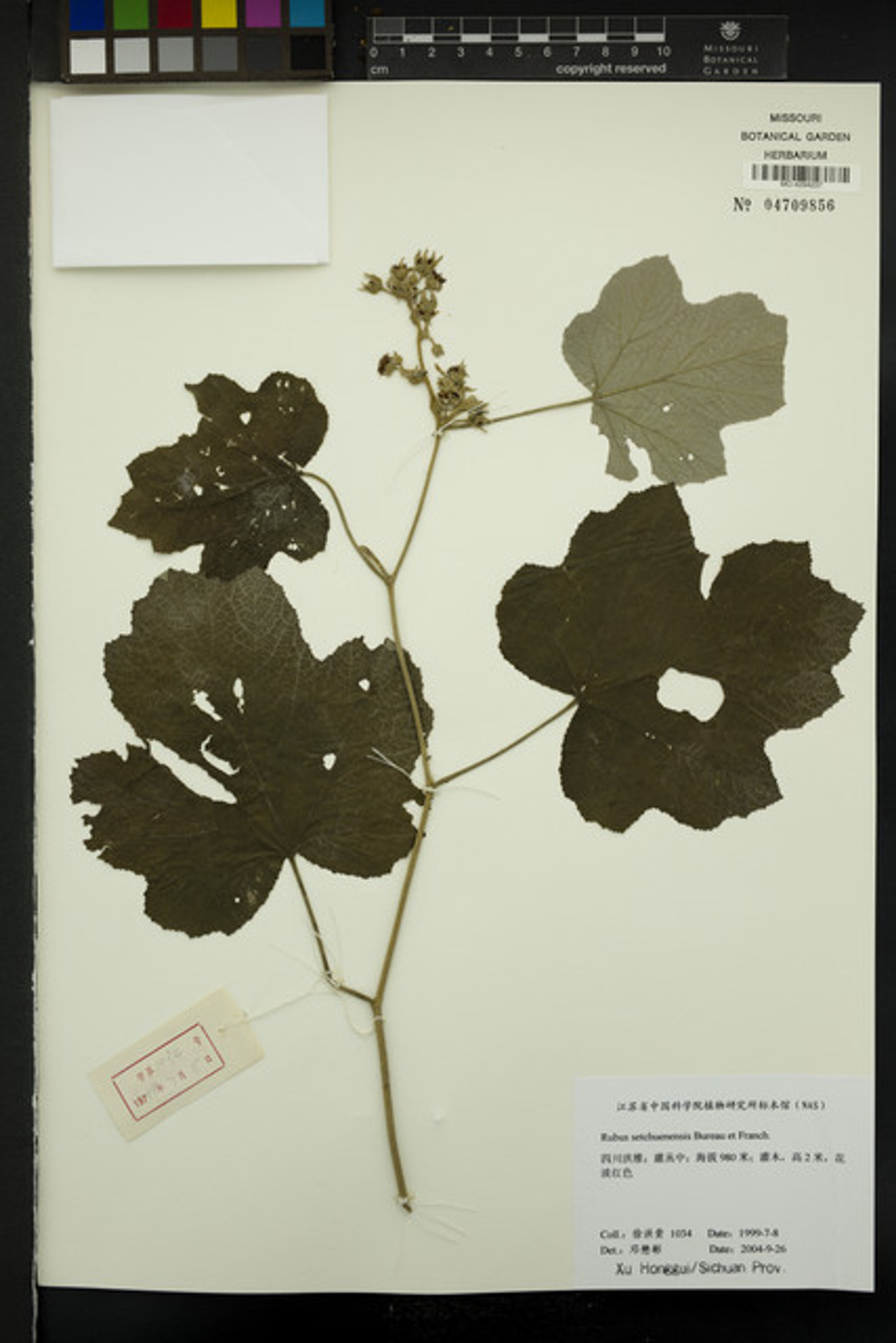 Rubus setchuenensis - 94