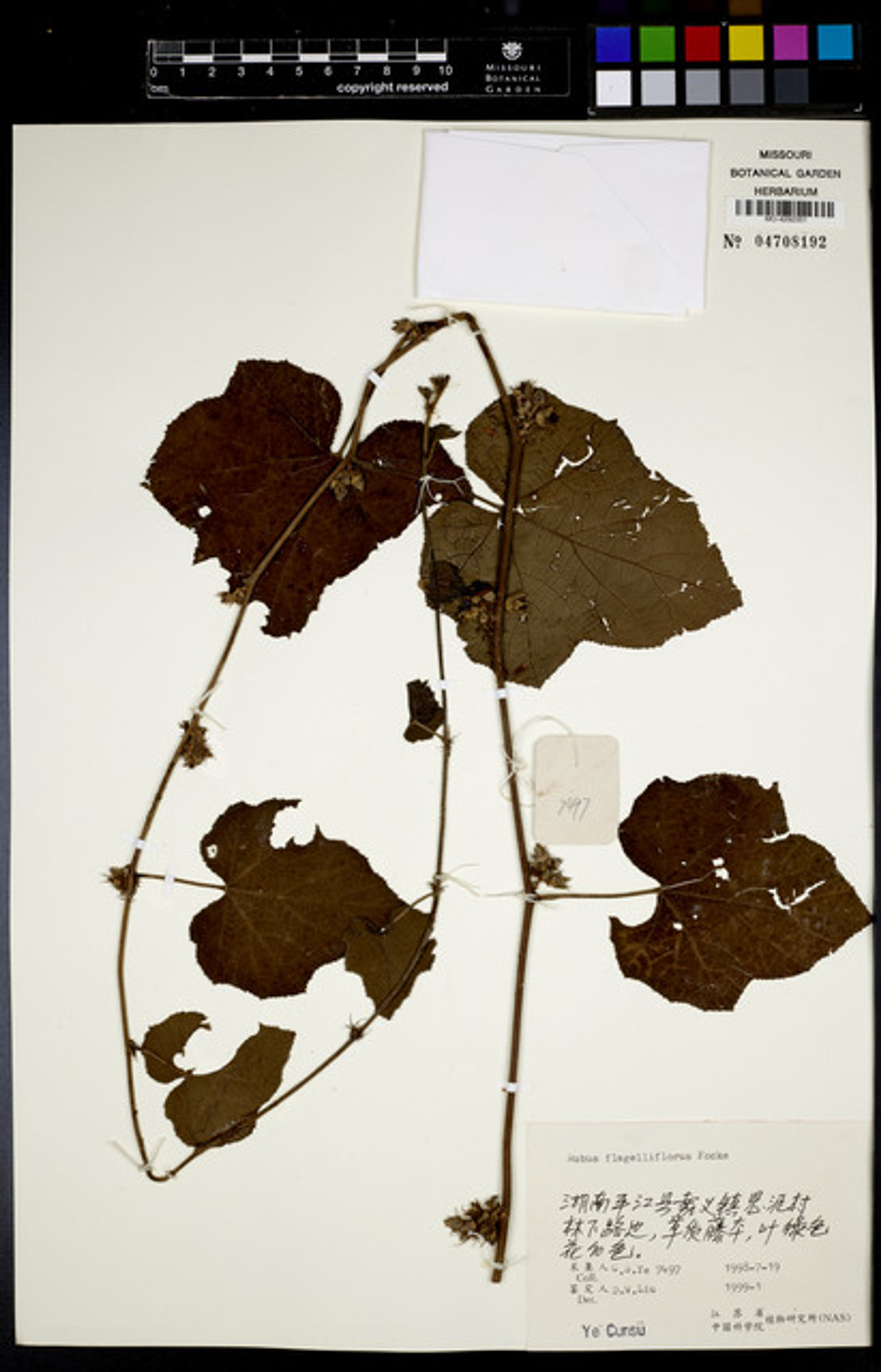 Rubus flagelliflorus - 6