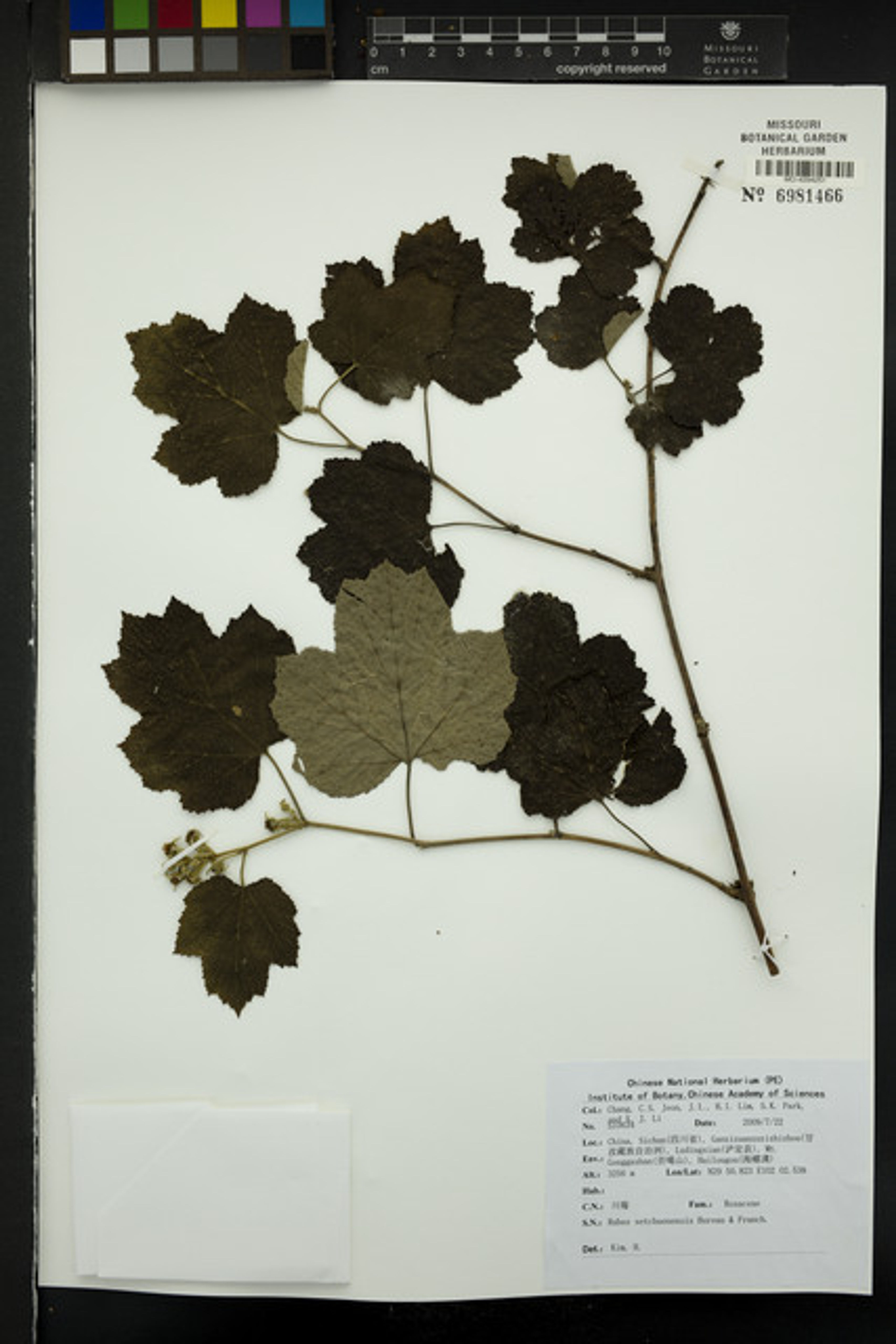 Rubus setchuenensis - 3