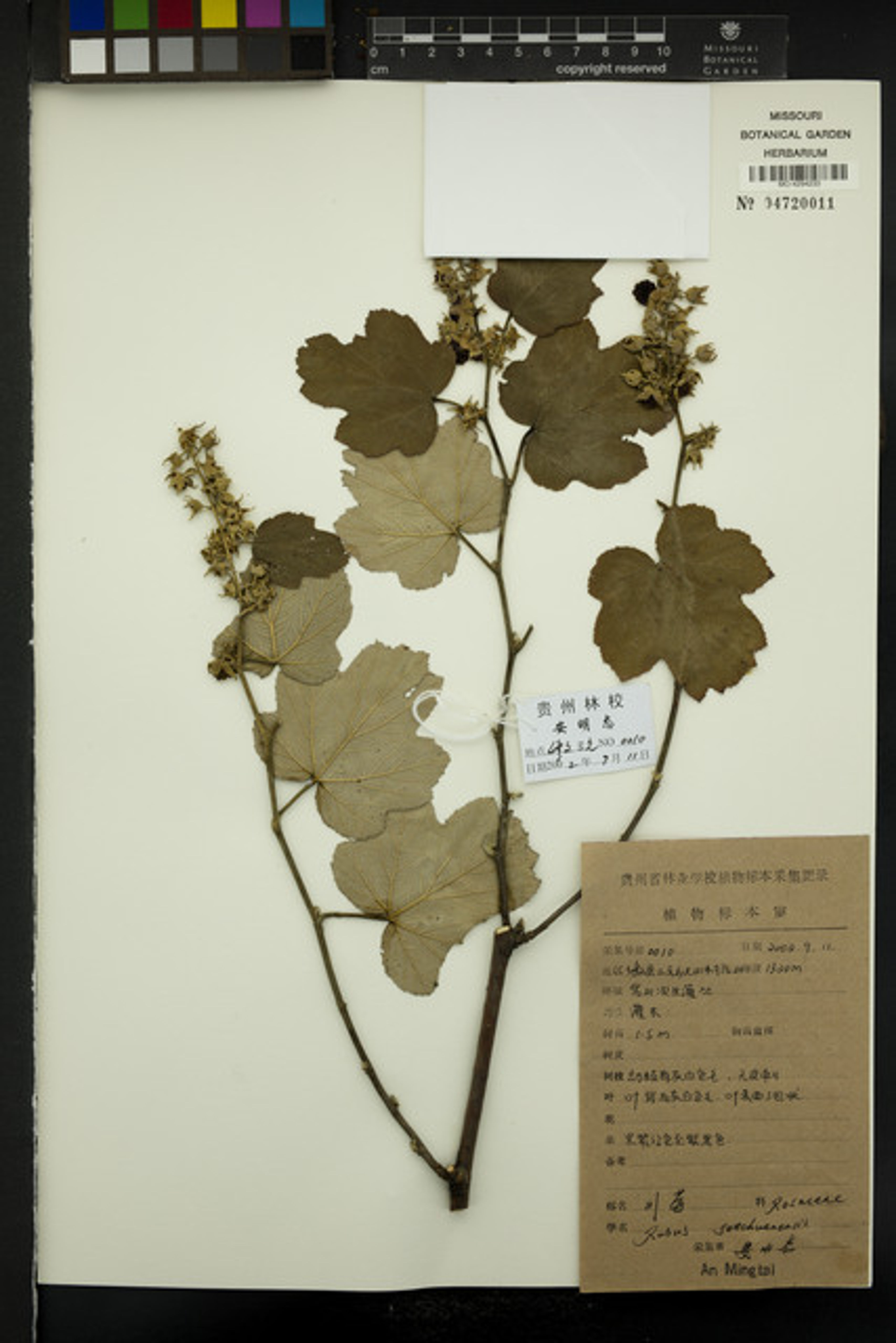 Rubus setchuenensis - 61