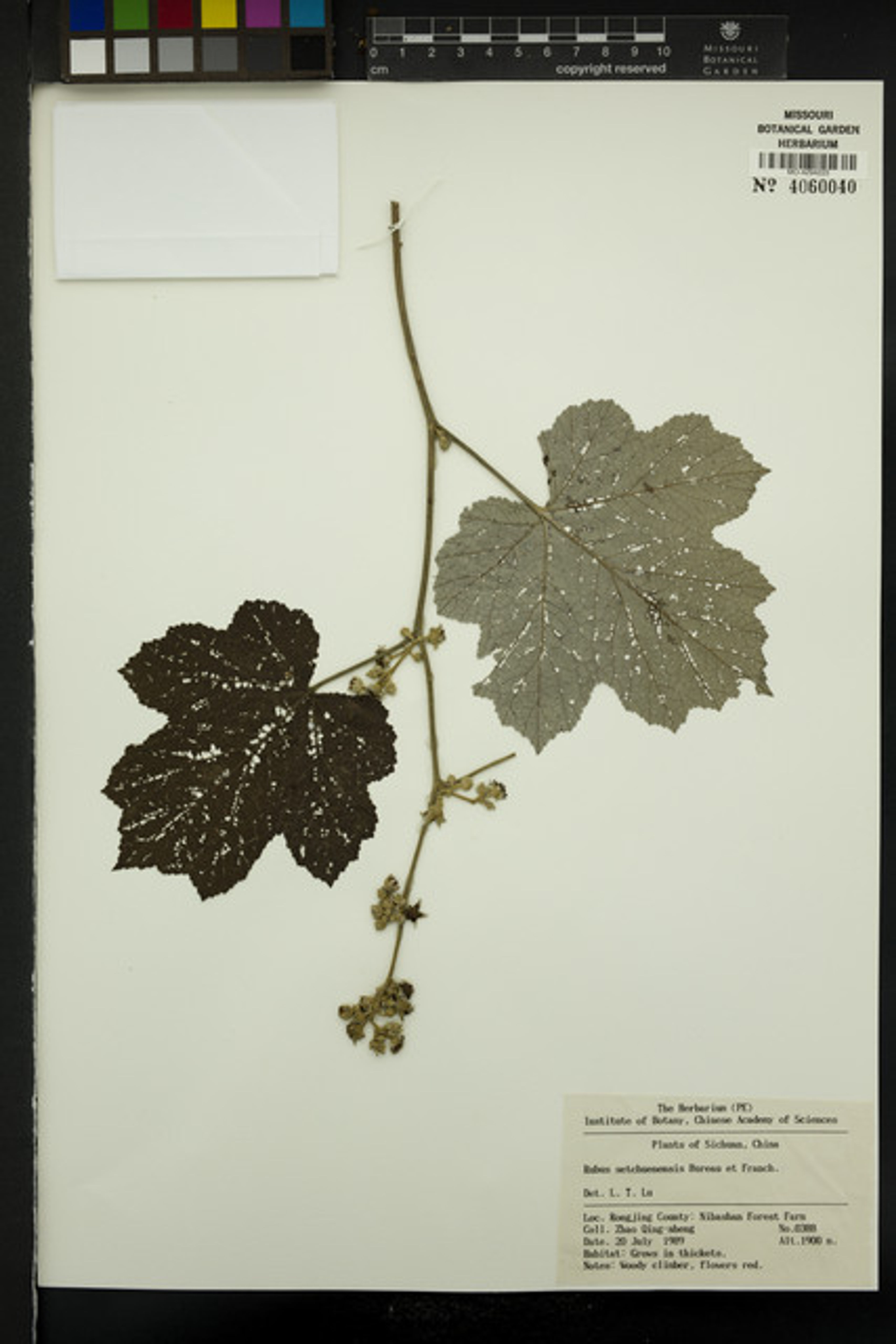 Rubus setchuenensis - 36