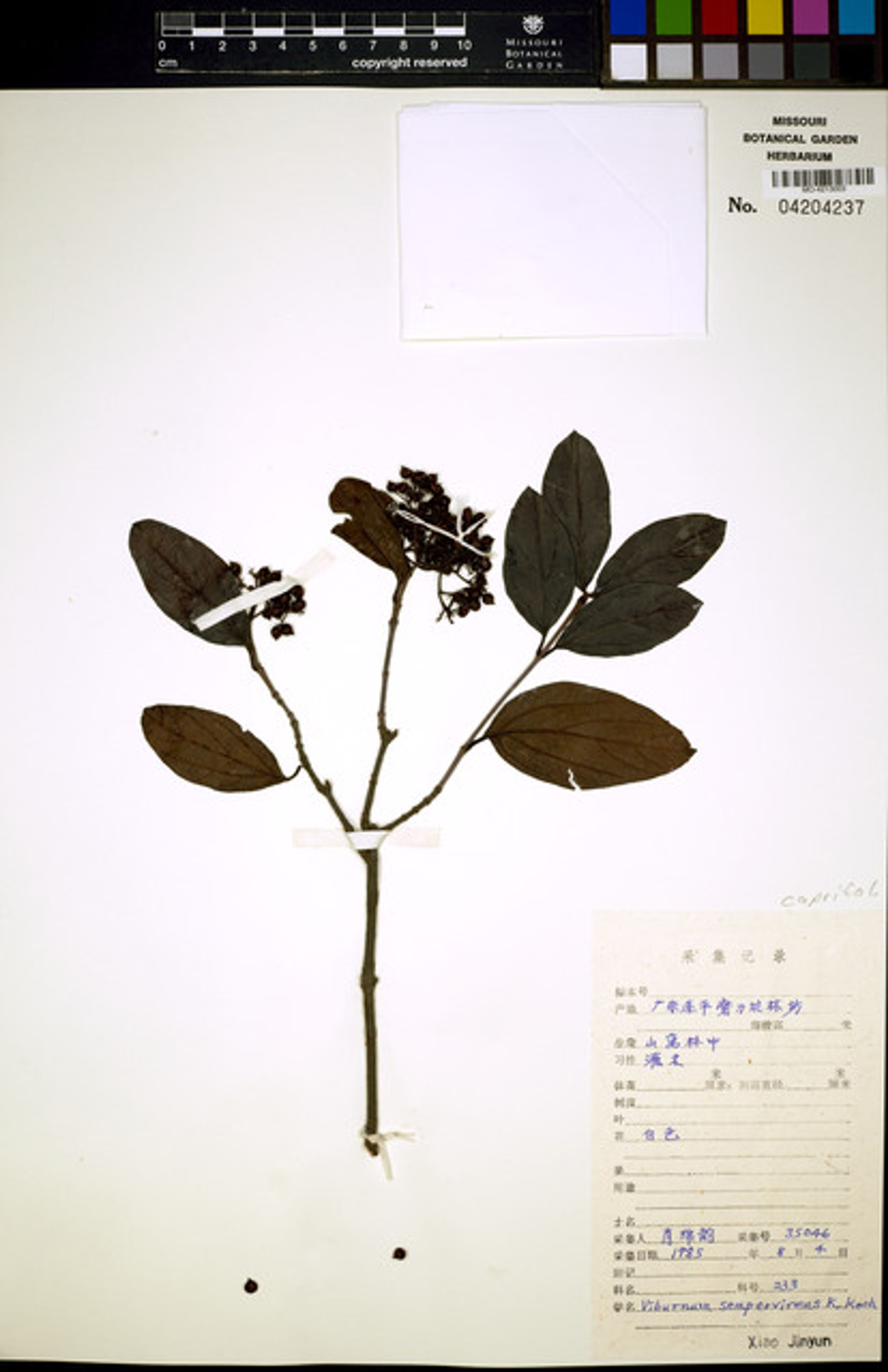 Viburnum sempervirens - 11