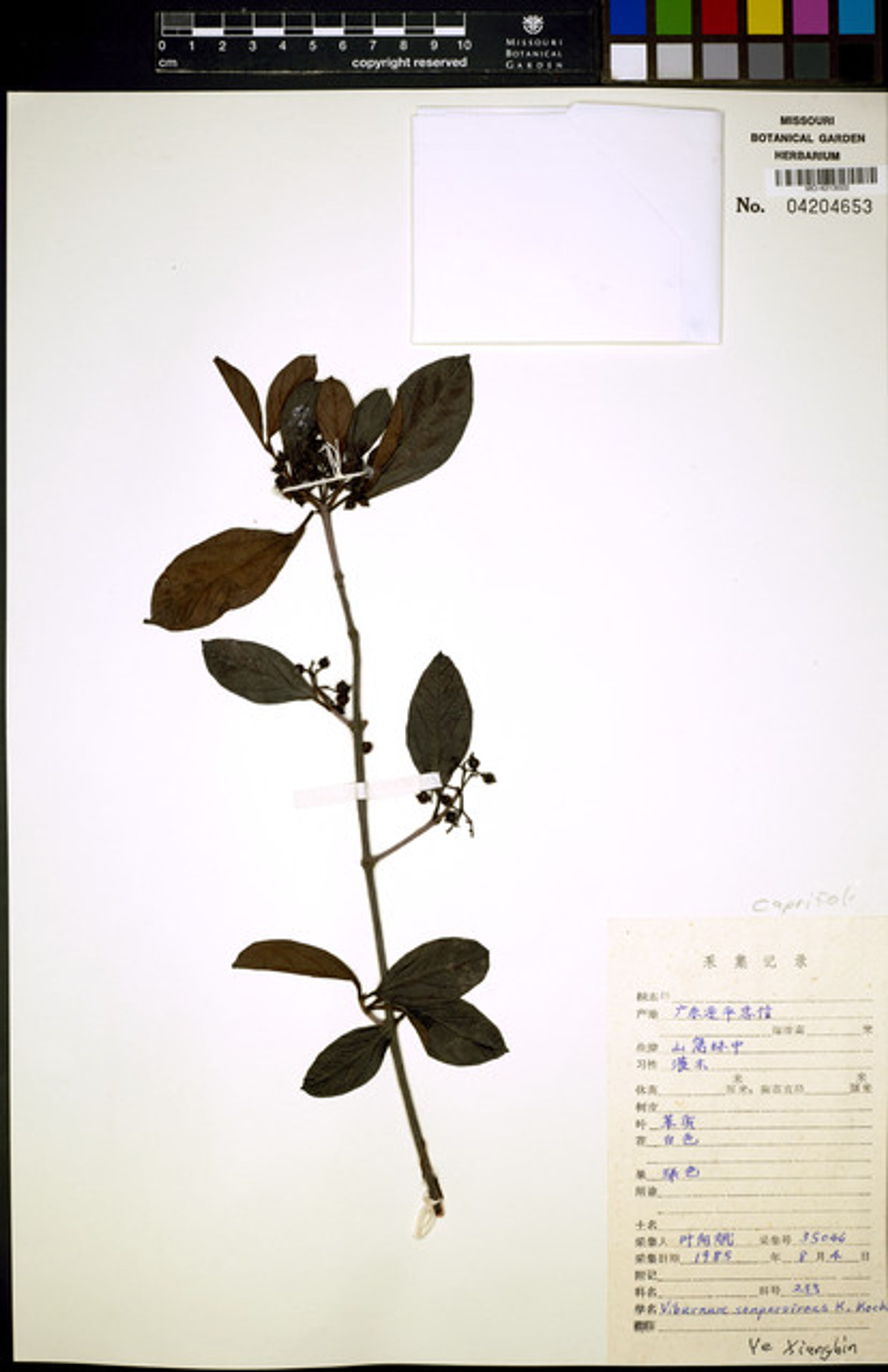 Viburnum sempervirens - 96