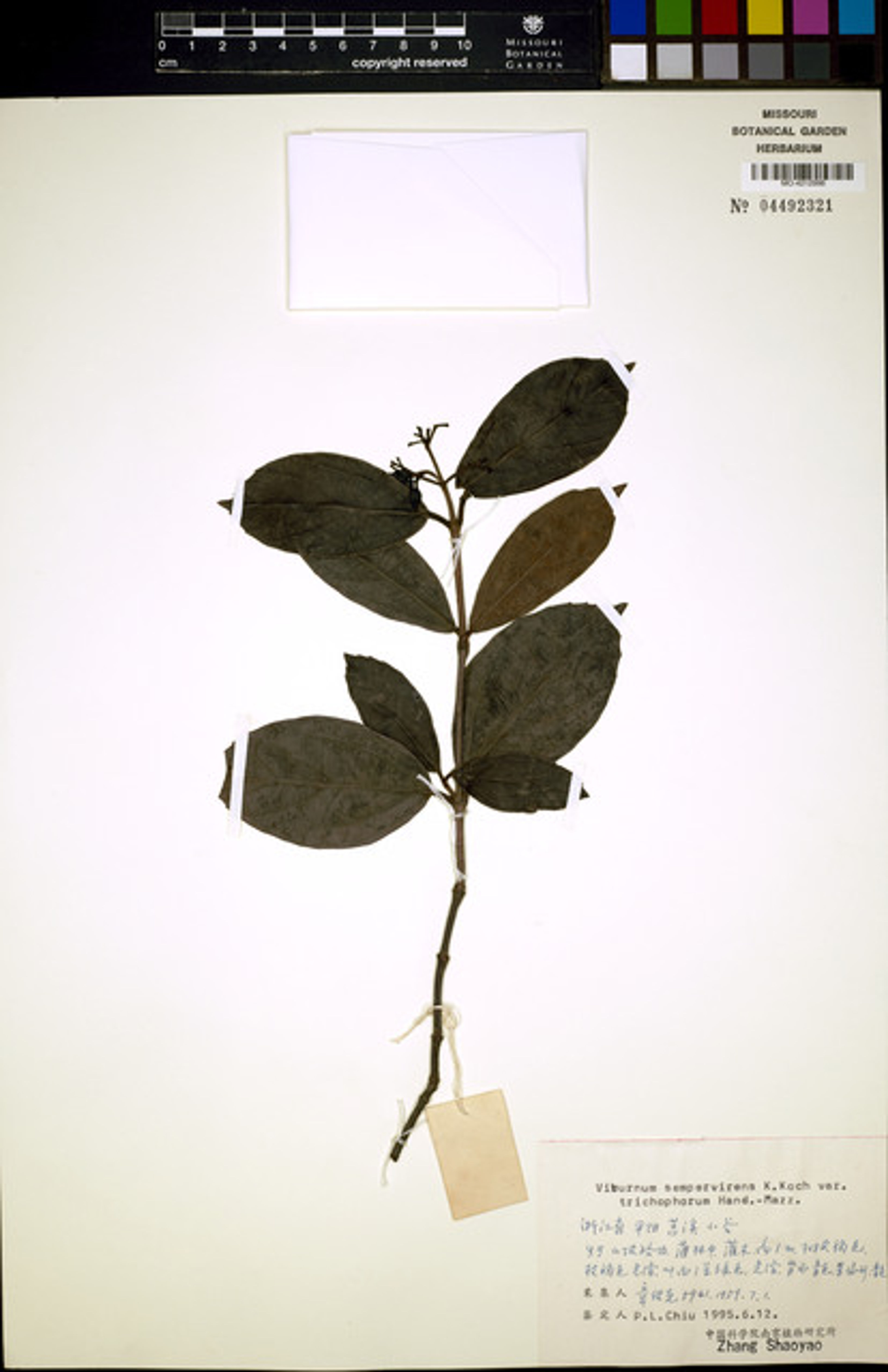 Viburnum sempervirens - 101