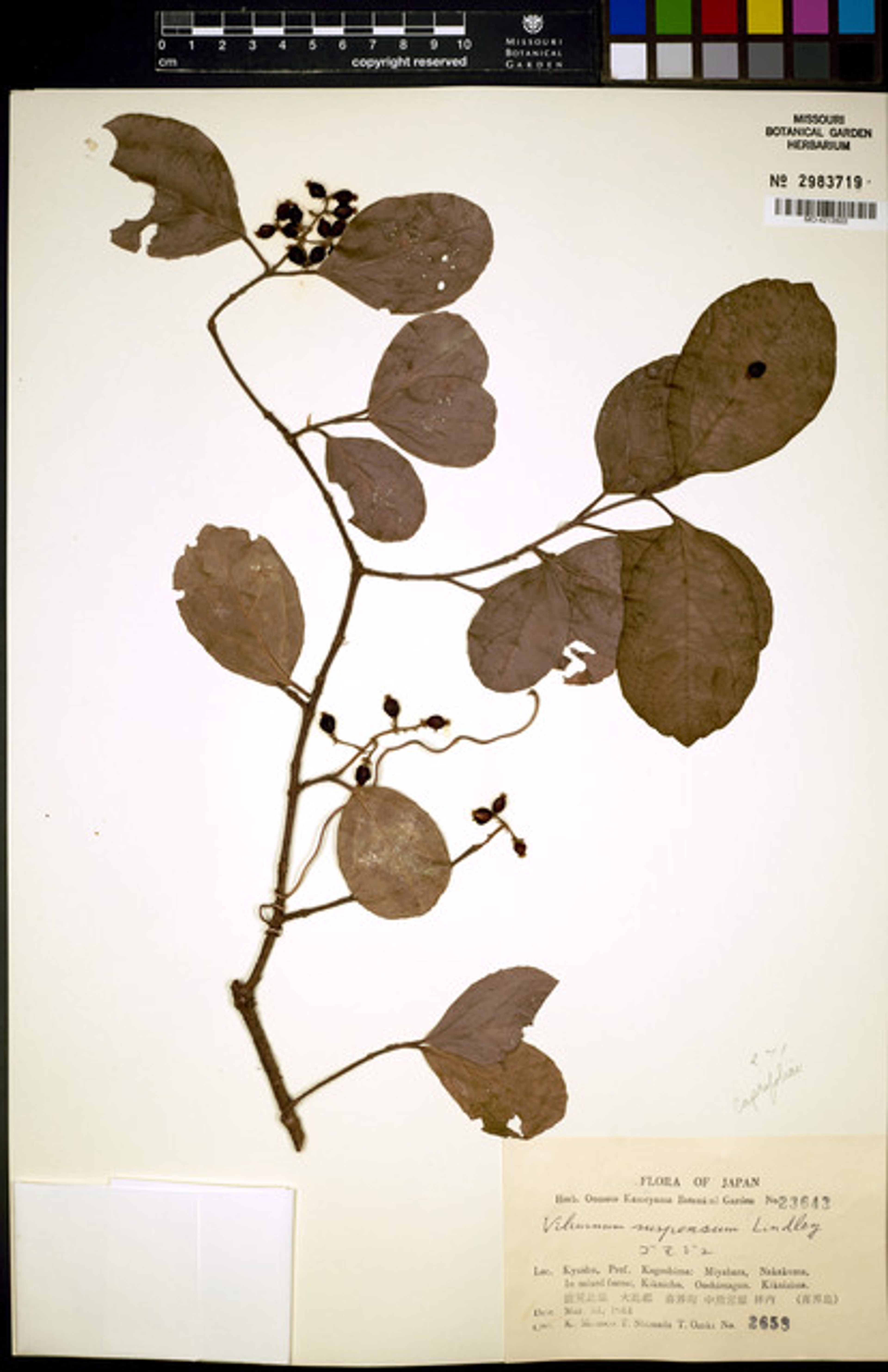 Viburnum suspensum - 87