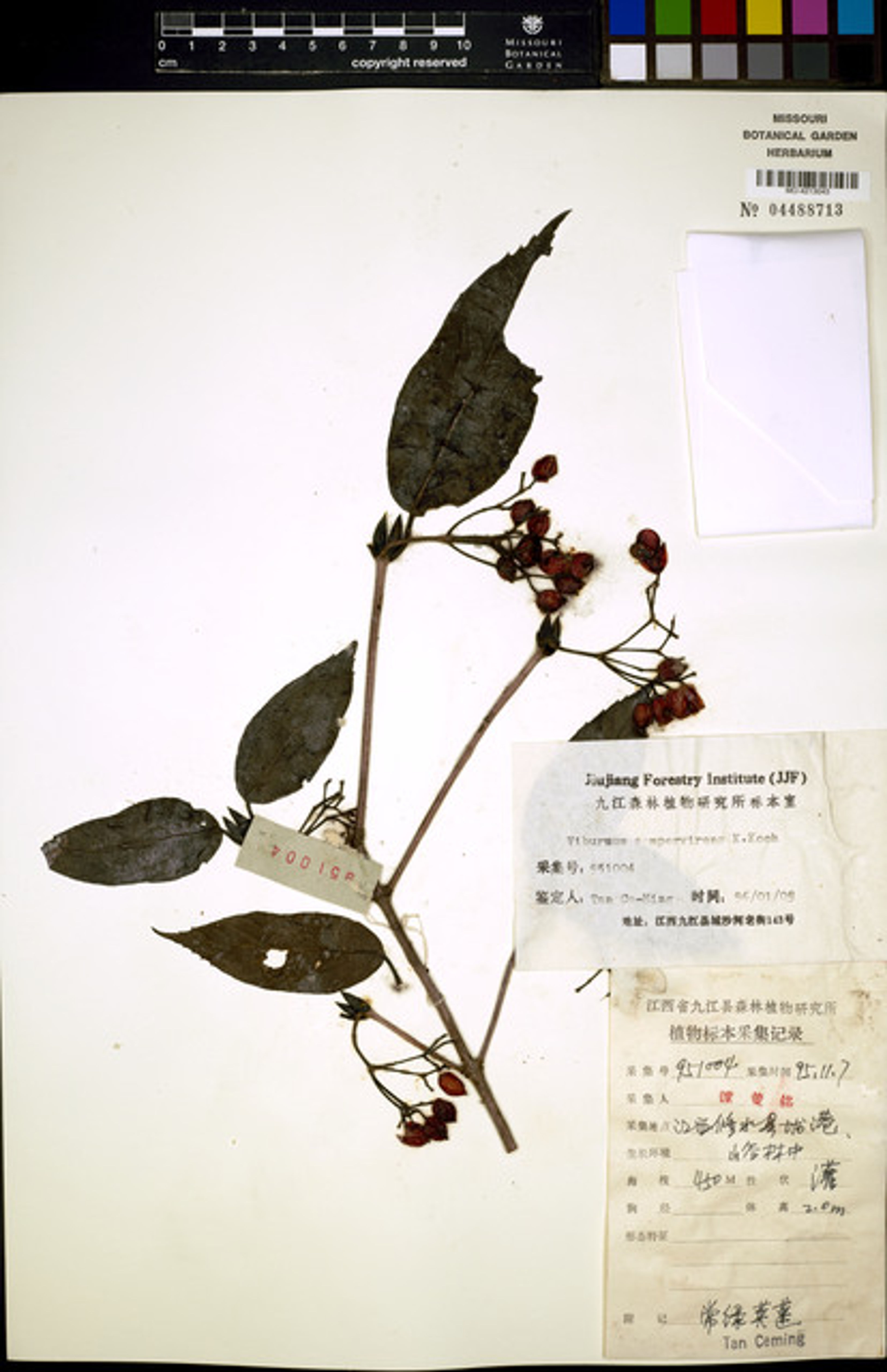 Viburnum sempervirens - 12