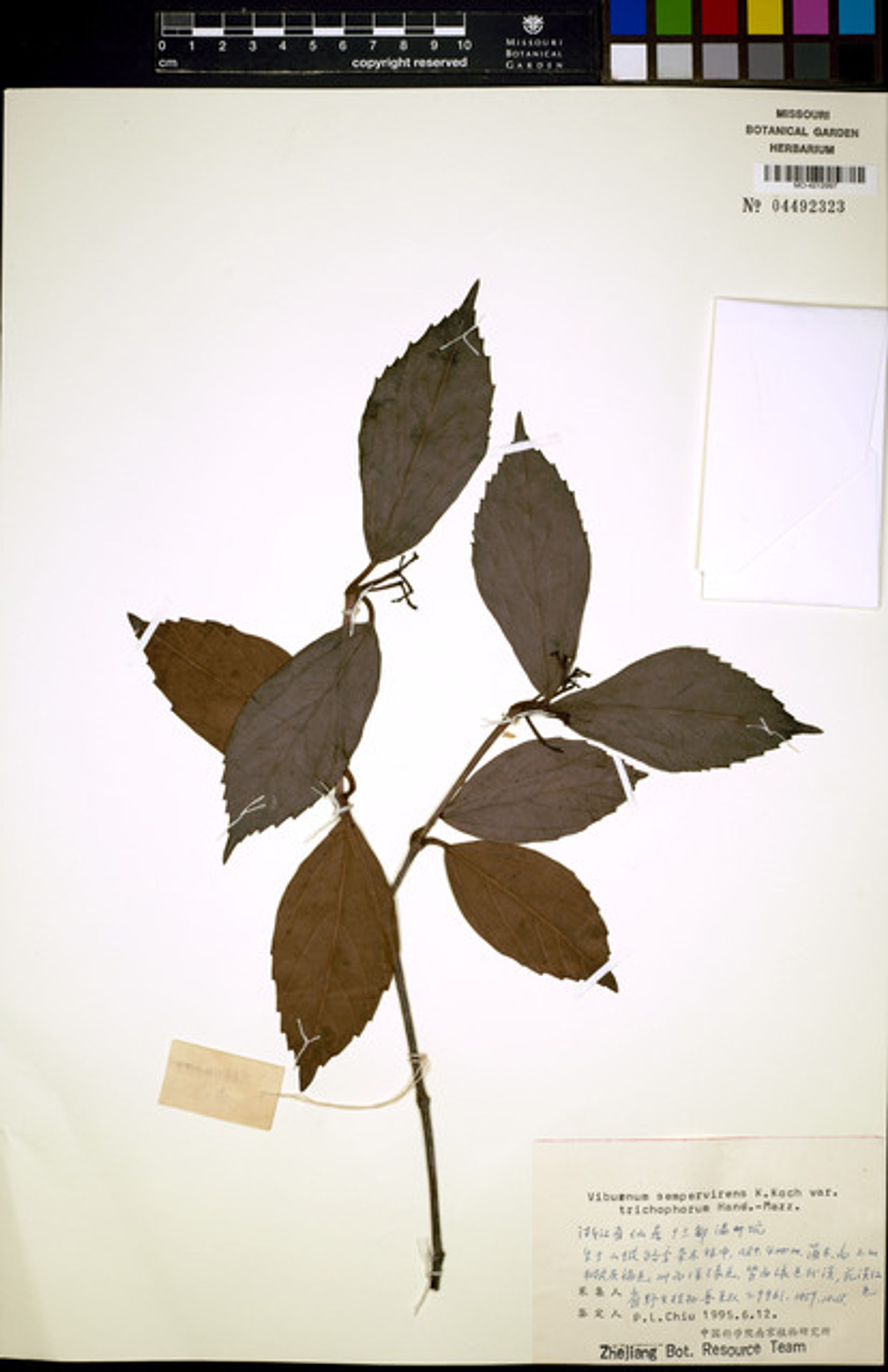 Viburnum sempervirens - 84